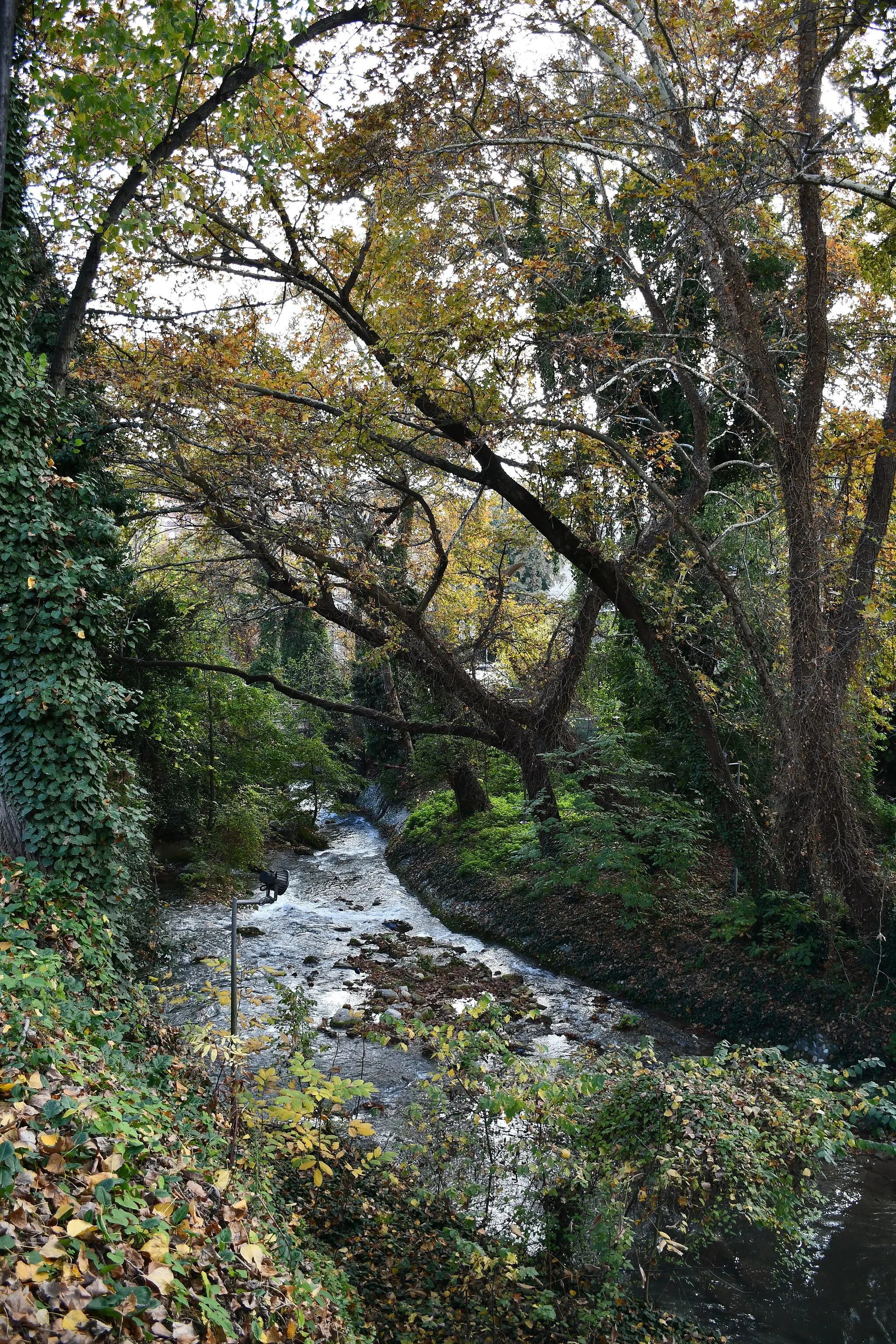 Photo showing: Ανάμεσα σε πλατάνια (Platanus orientalis) και σκλήθρα (Alnus glutinosa), Ποταμός  Τριπόταμος, Βέροια