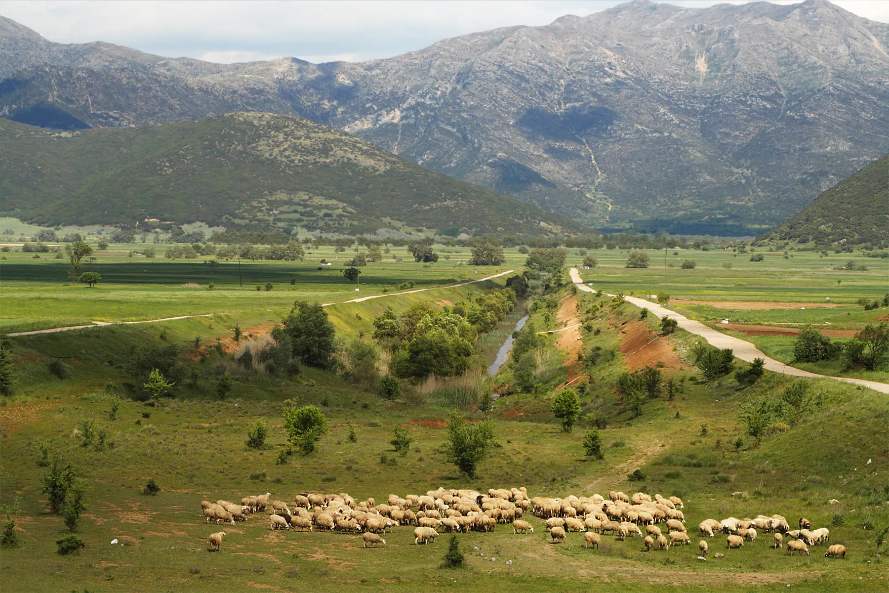 Photo showing: Plateau Orchomenus (a karst depression in 625 m, polje), on all sides surrounded by mountains. On its borders are the villages Vlacherna, Hotoussa, Limni, Kandila, Arcadia. Relatively frequent geological phenomenon in the karst basins of the northeast Peloponnese, Greece.
The plateau has no natural surface water outlet. Precipitation must be drained by ditches. When precipitation of winters is exceptionally rich, some agricultural fields may be wet. Depending on the capacity of the draining ditches, the artificial tunnel to Panagitsa,_Arcadia and two geologically old ponors, temporary lakes may result even nowadays.