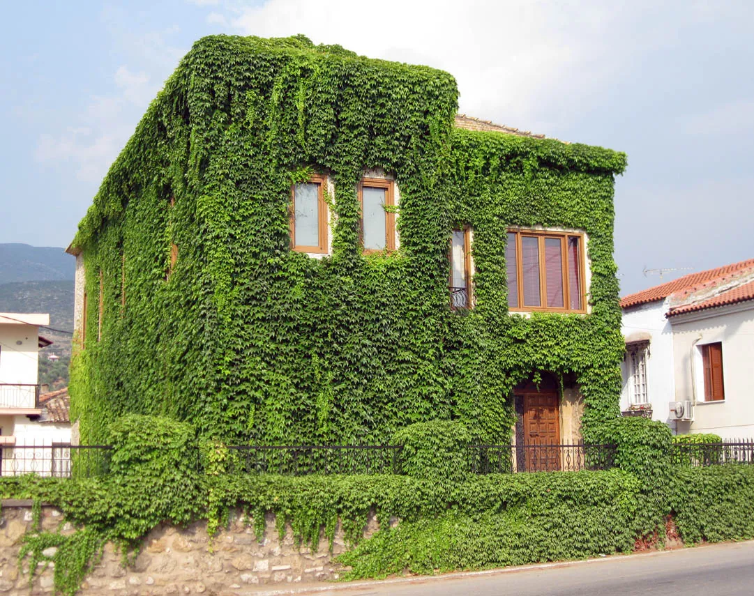 Photo showing: Stone house covered with Boston Ivy, 8 km outside the city of Kalamata