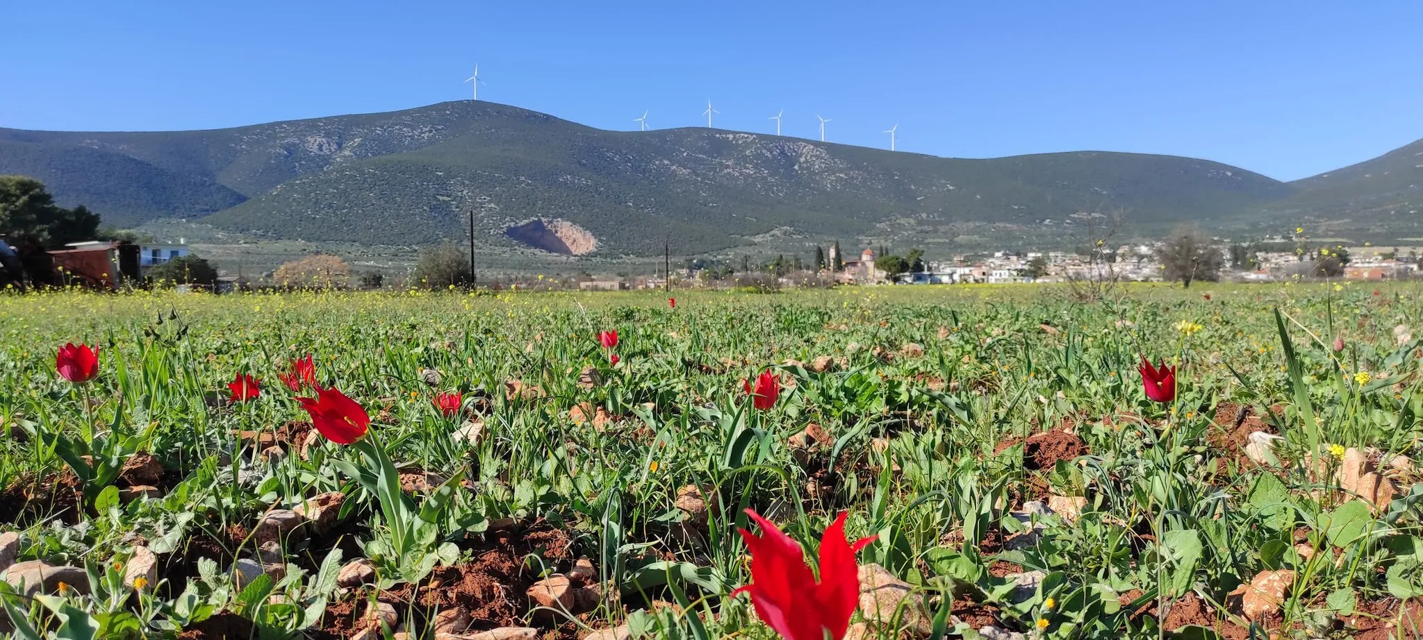 Photo showing: Photo of a field with tulips.
The big doline cave and church can be seen as well.