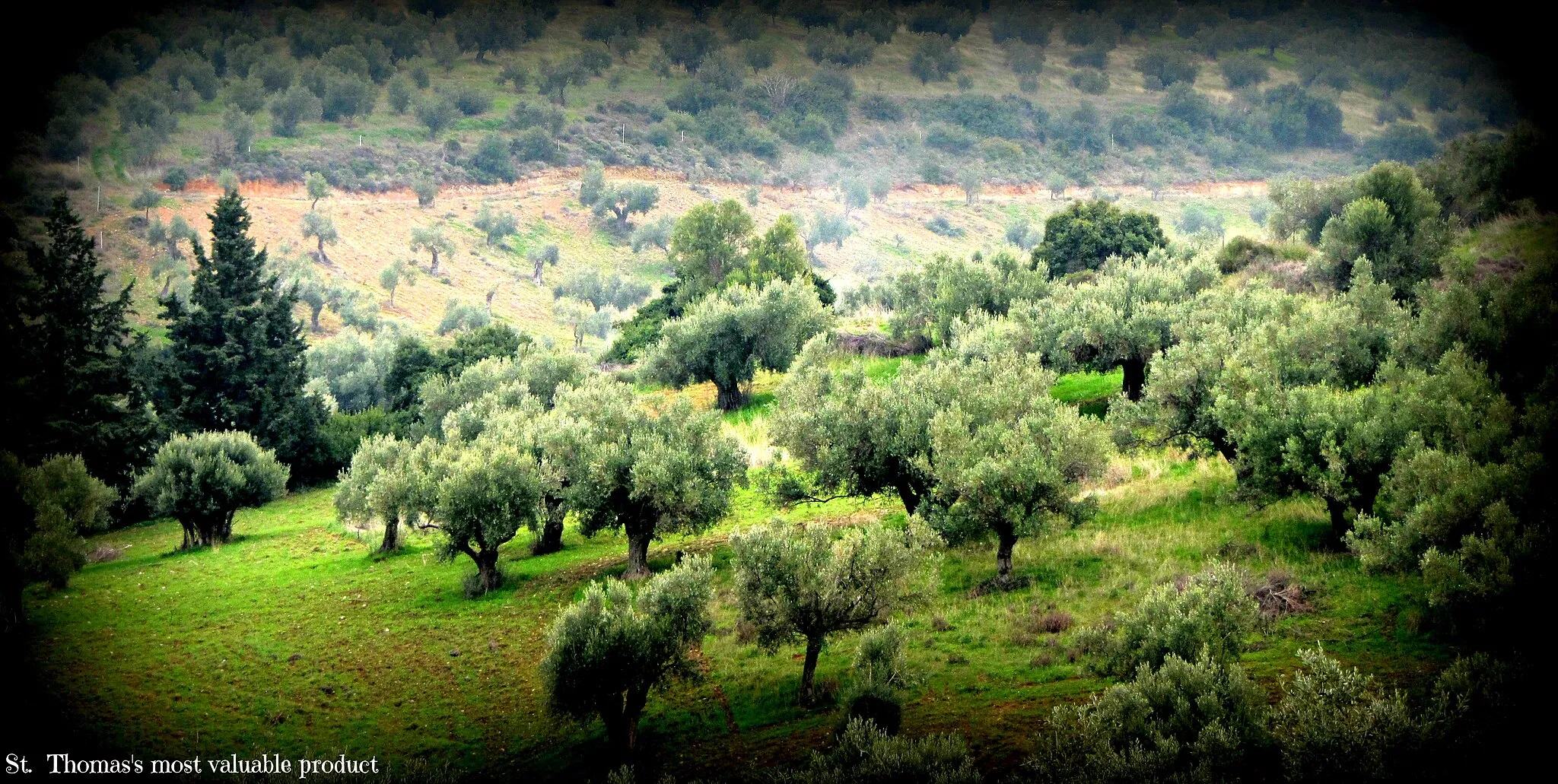 Photo showing: olive treesQ the most valuable product of Agios Thomas in Tanagra