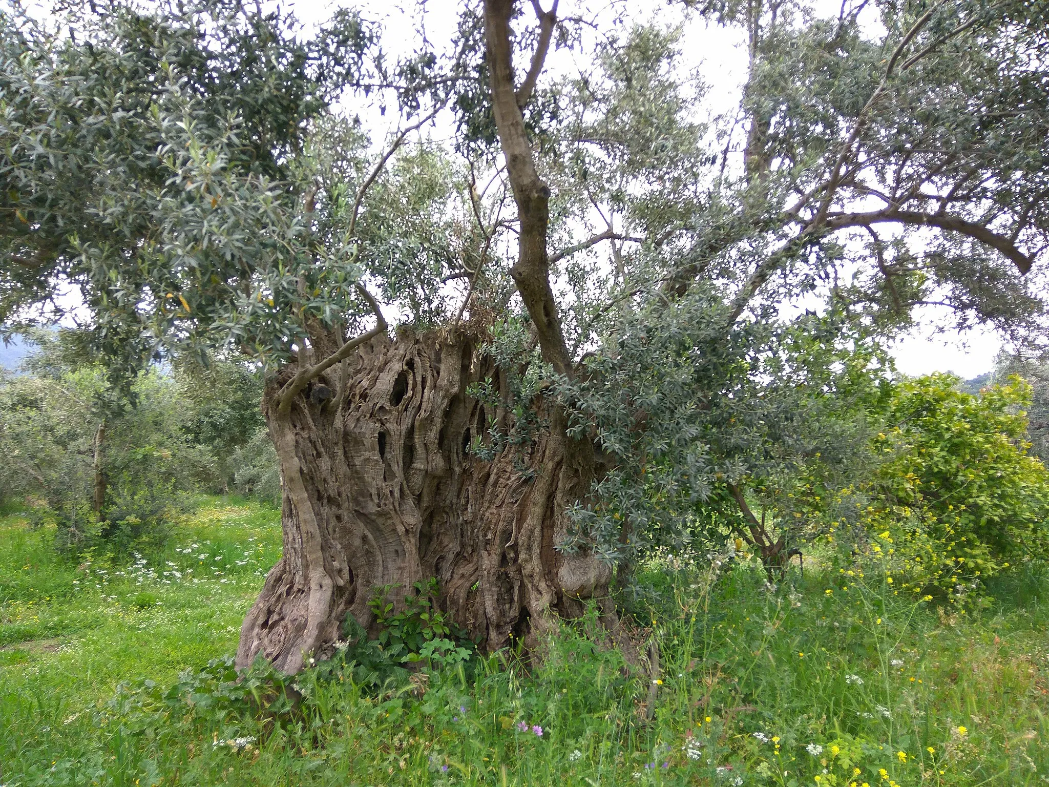 Photo showing: Αιωνόβια ελιά