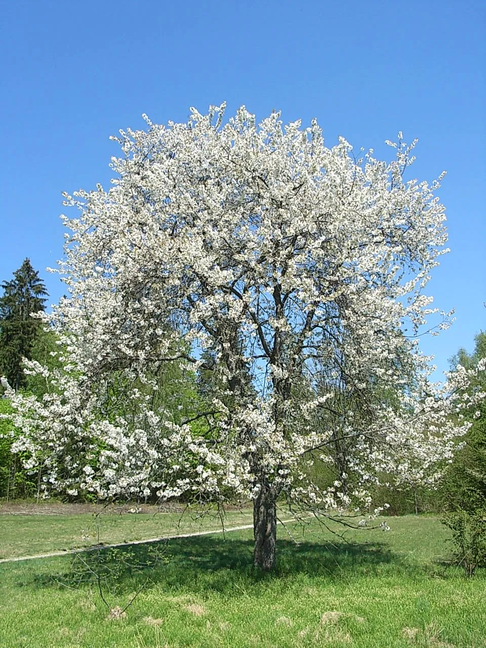 Photo showing: VOGELkirsche bei Ableg, Stadt Zwiesel, Bayerischer Wald