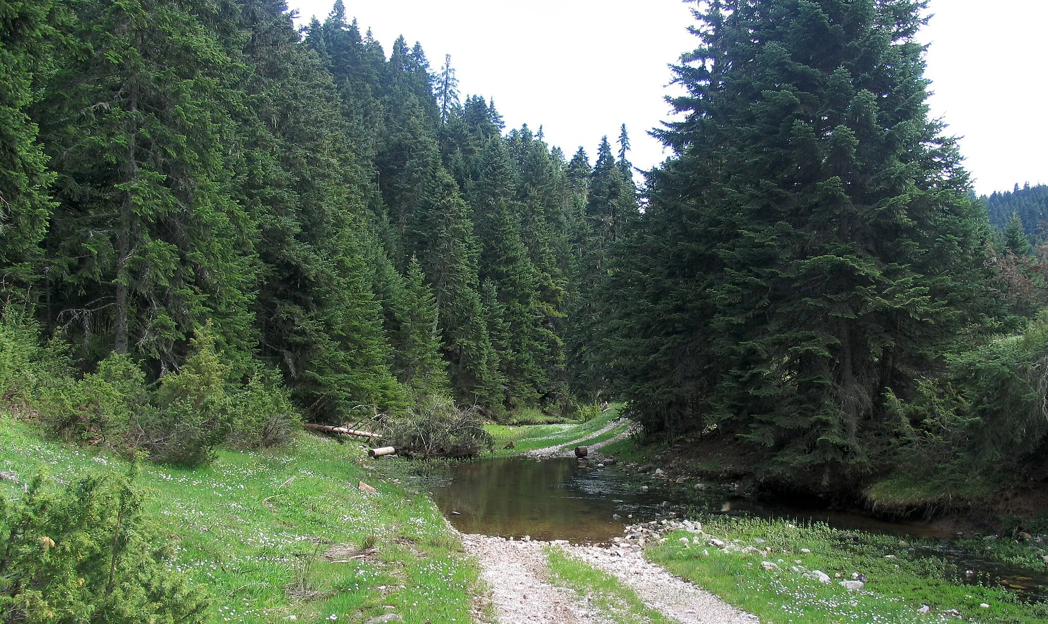 Photo showing: Abies cephalonica forest. Pertouli, Thessalia, Greece, 1280m altitude.