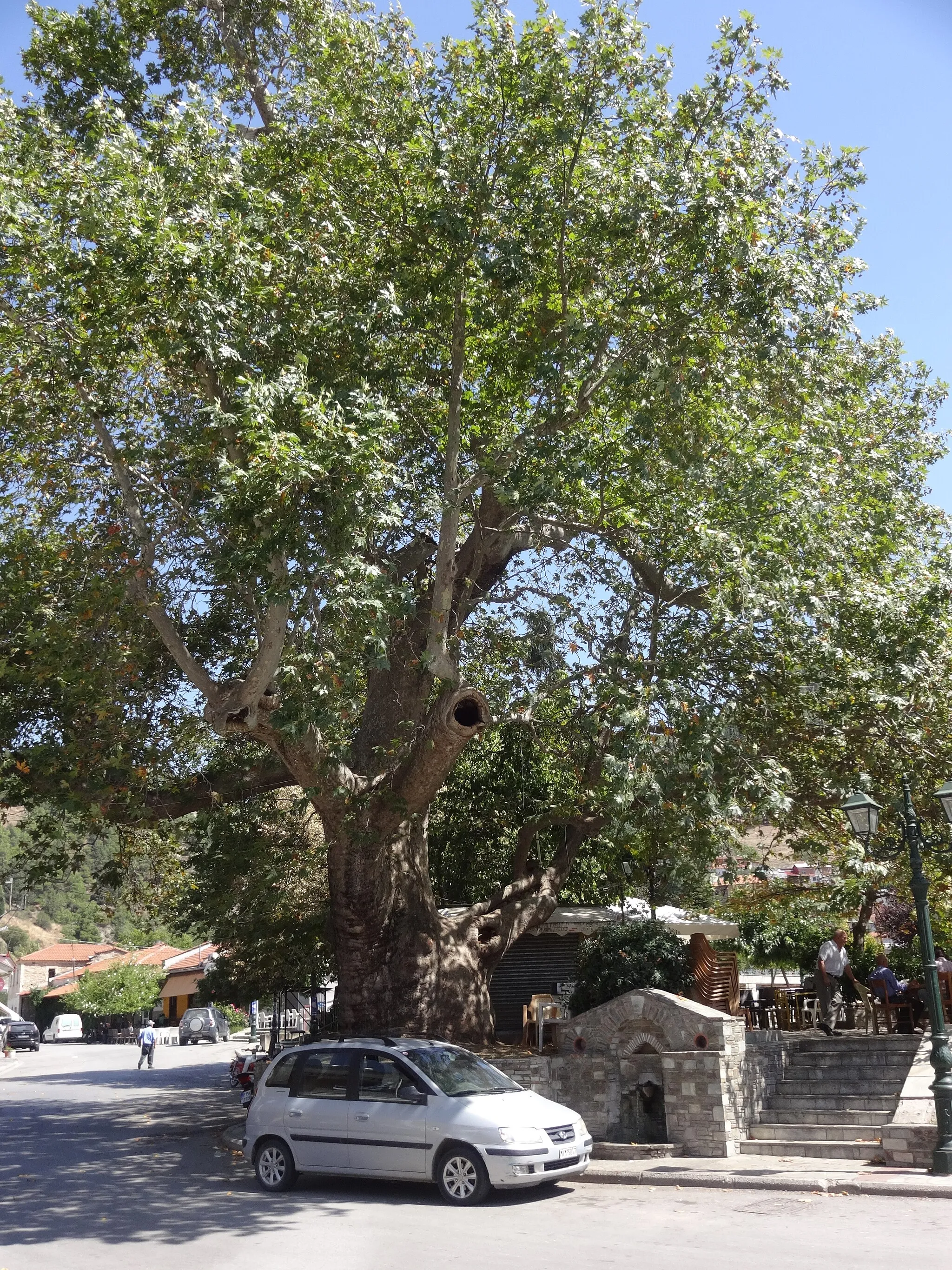 Photo showing: Tsaritsani, Greece. The old platan tree.