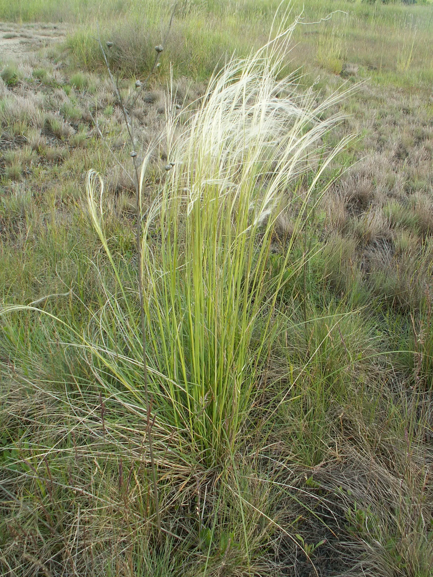 Photo showing: Stipa borysthenica on psammophilous grassland. Czarnowo, NW Poland.