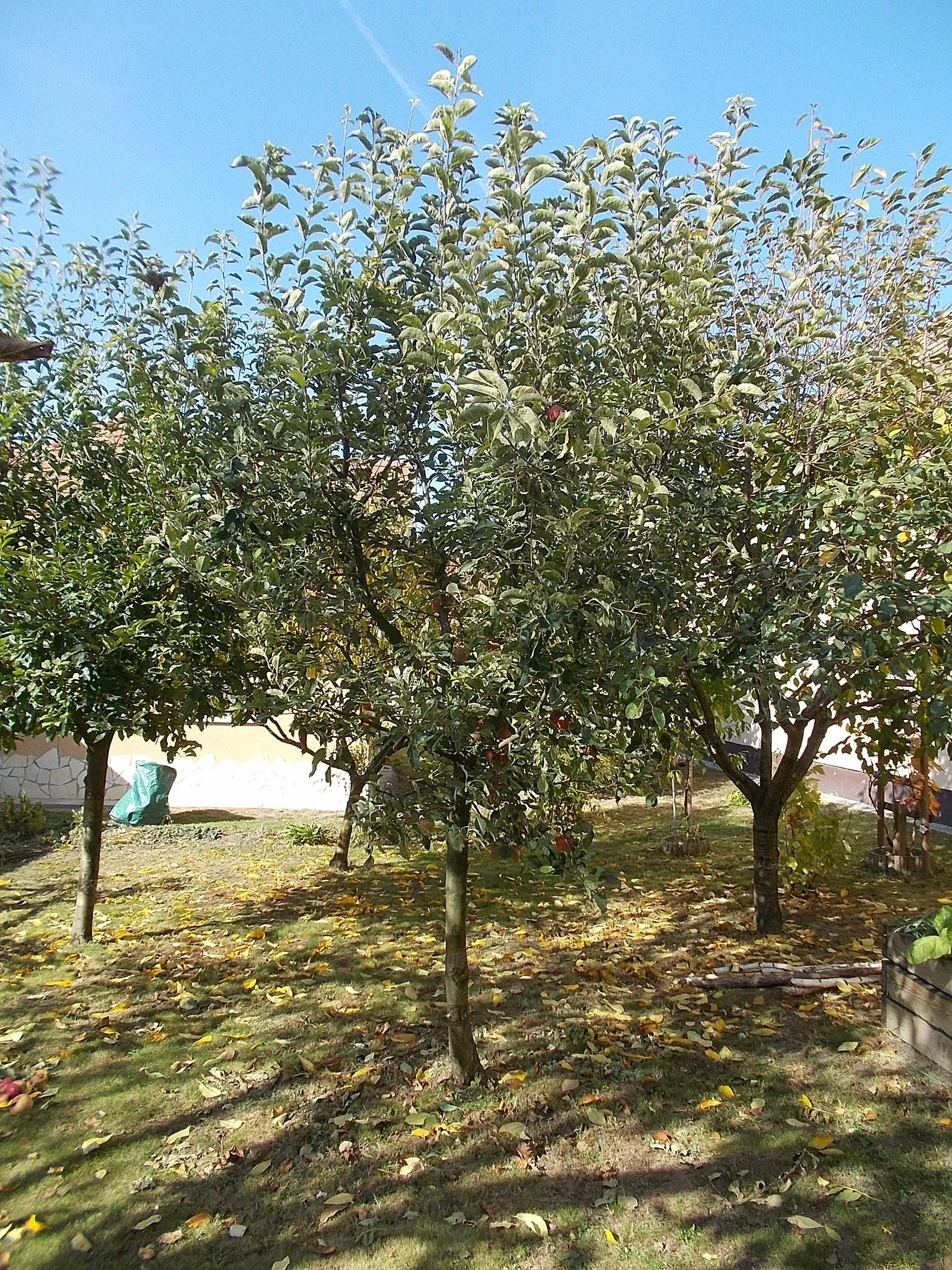 Photo showing: : Apple tree - Hősök tere, Etyek, Fejér County, Hungary.