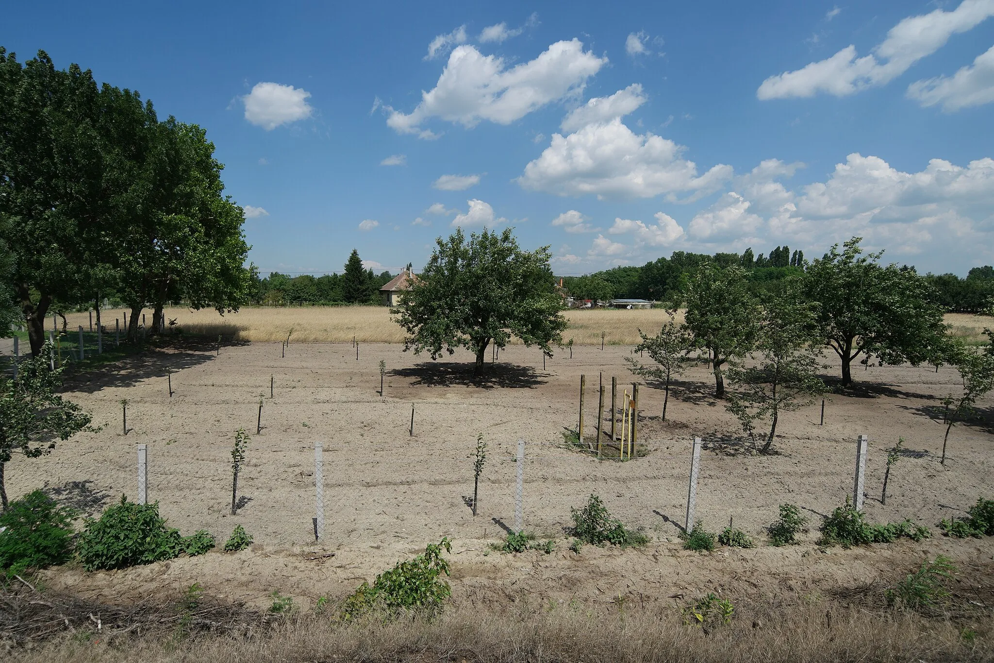 Photo showing: Pirtói Szőlők