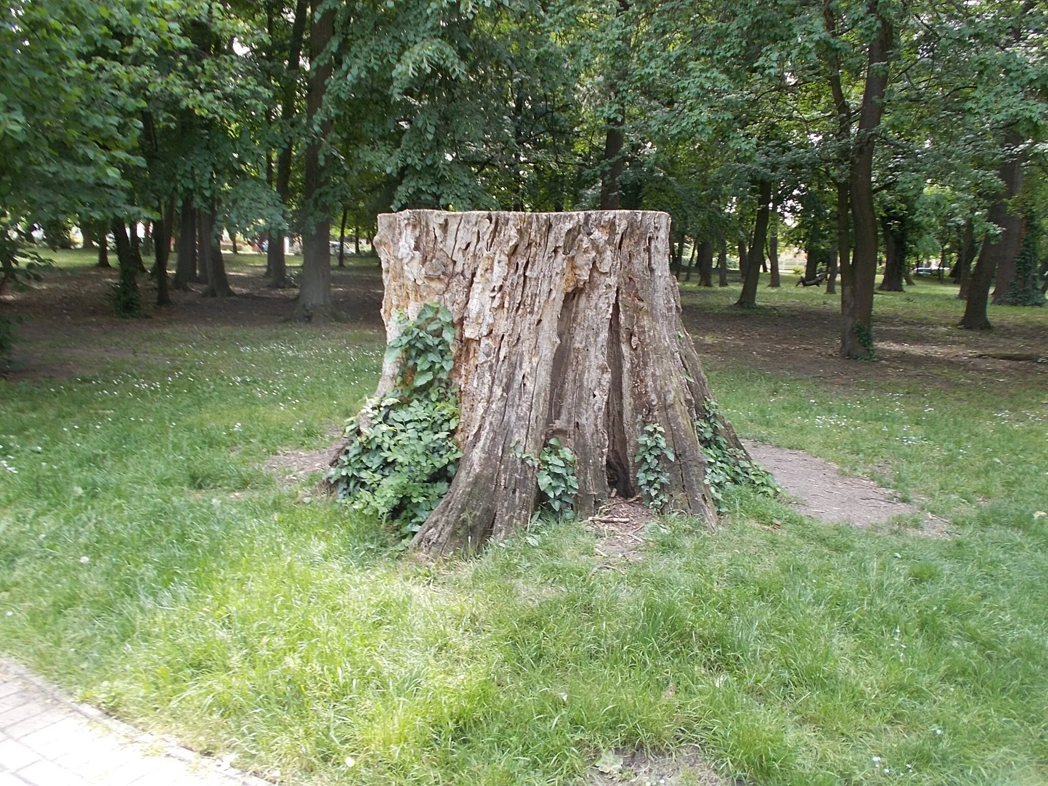 Photo showing: Csigakert (lit. Whorled Garden) is a 'plant ecology display garden'. Local grade Protected Natural Area. Size: 41222m2 (~4hectares). Protescted since 1980. Owned by local government of Gyula. György János Harruckern recieved the manor/estate of Gyula in 1721. He built a Baroque mansion close to Gyula Castle. Around the mansion was a hunting garden/game reserve/ with deers and pheasants, in around 1750 different lakes created in the park for swans, turtles, fish, crabs and vegetable garden, fruit garden, vineyard made. In around 1812 partly remodelled to a landscape garden. The Csigakert (lit. Whorled Garden) is a small remains of this landscape garden. Named after its observatory hill (Csigadomb lit. Whorled Hill) because a spiral walkway lead up to its top. Most of the former mansion park builded-in. From three side bordered by family houses (and hotel), from north the Élővíz-csatorna (lit. Living water canal). In the 1950s the observatory hill replaced by a outdoor theater. After circe 1990 (2000?) the outdoor theater demolished the former spiral walking path symbolically marked. Notable trees in the Park: common oak, Tilia × euchlora, honey locust - between Bethlen Gábor Street, Csiga Street, Mátyás király Street, Part Street, Gyula, Békés County, Hungary.