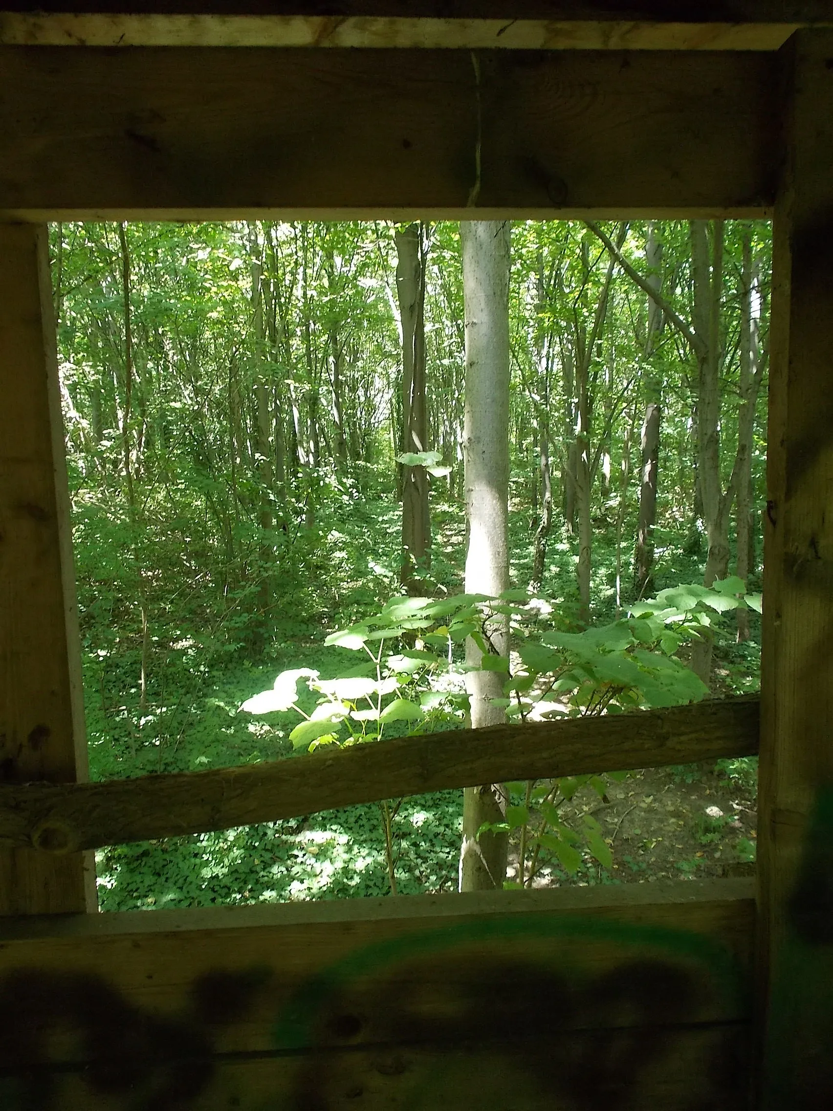 Photo showing: : View from a guard/observation tower by Peregi Park Forest nature reserve trail, part of the Danube-Ipoly National Park. - Ráckeve and Kiskunlacháza, Pest County.