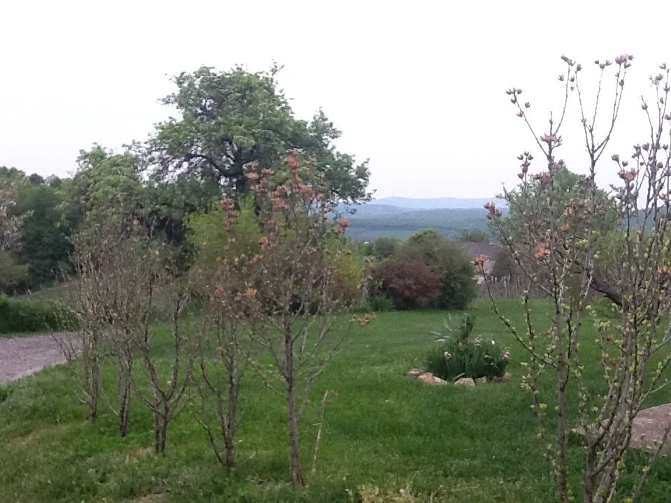 Photo showing: Mediterranean spring among the winecellars of Hungarian village Hosszúhetény.