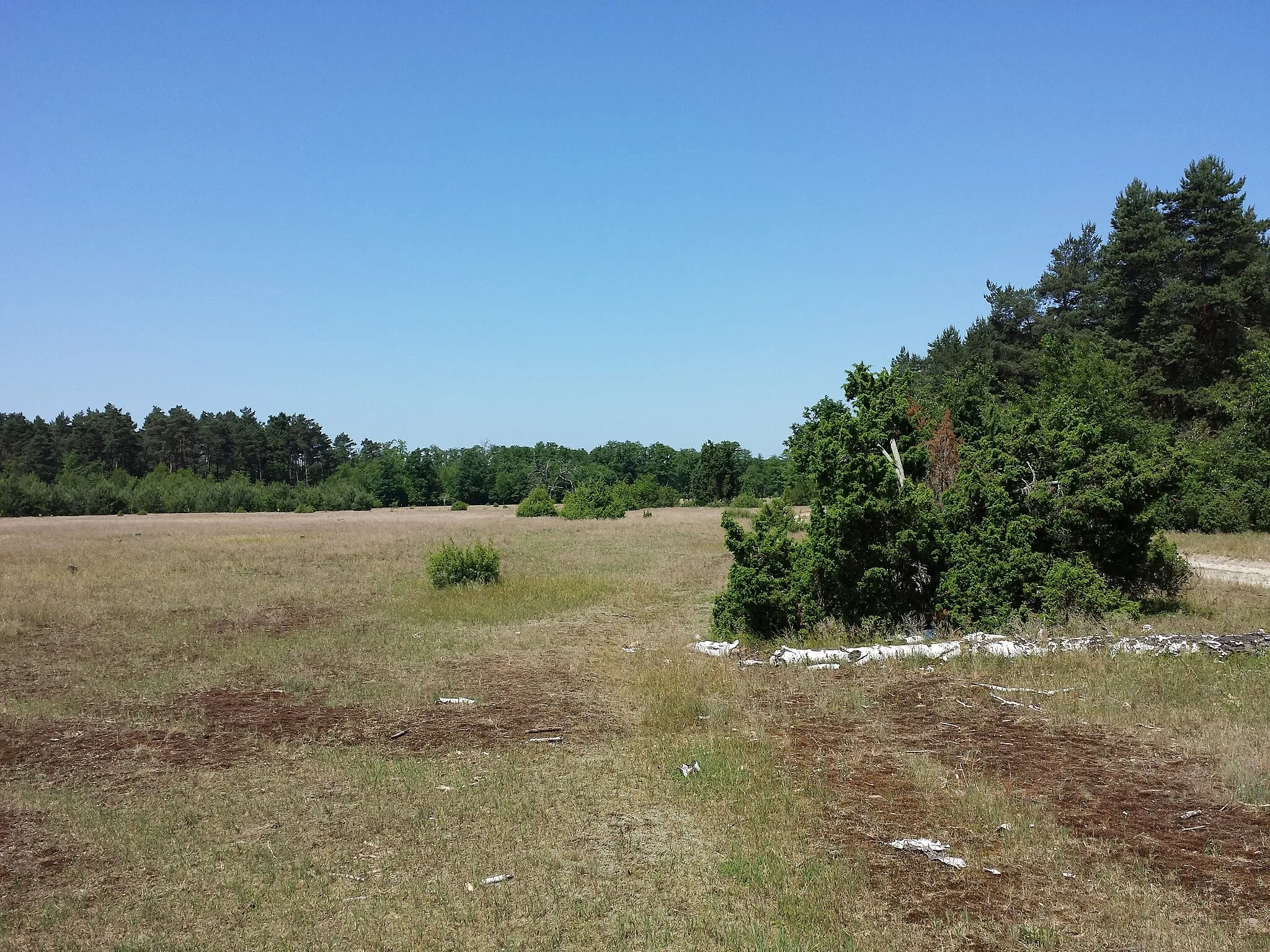 Photo showing: Dry grassland on acid sand near Darány, Somogy County, Hungary - ca. 130 m a.s.l.