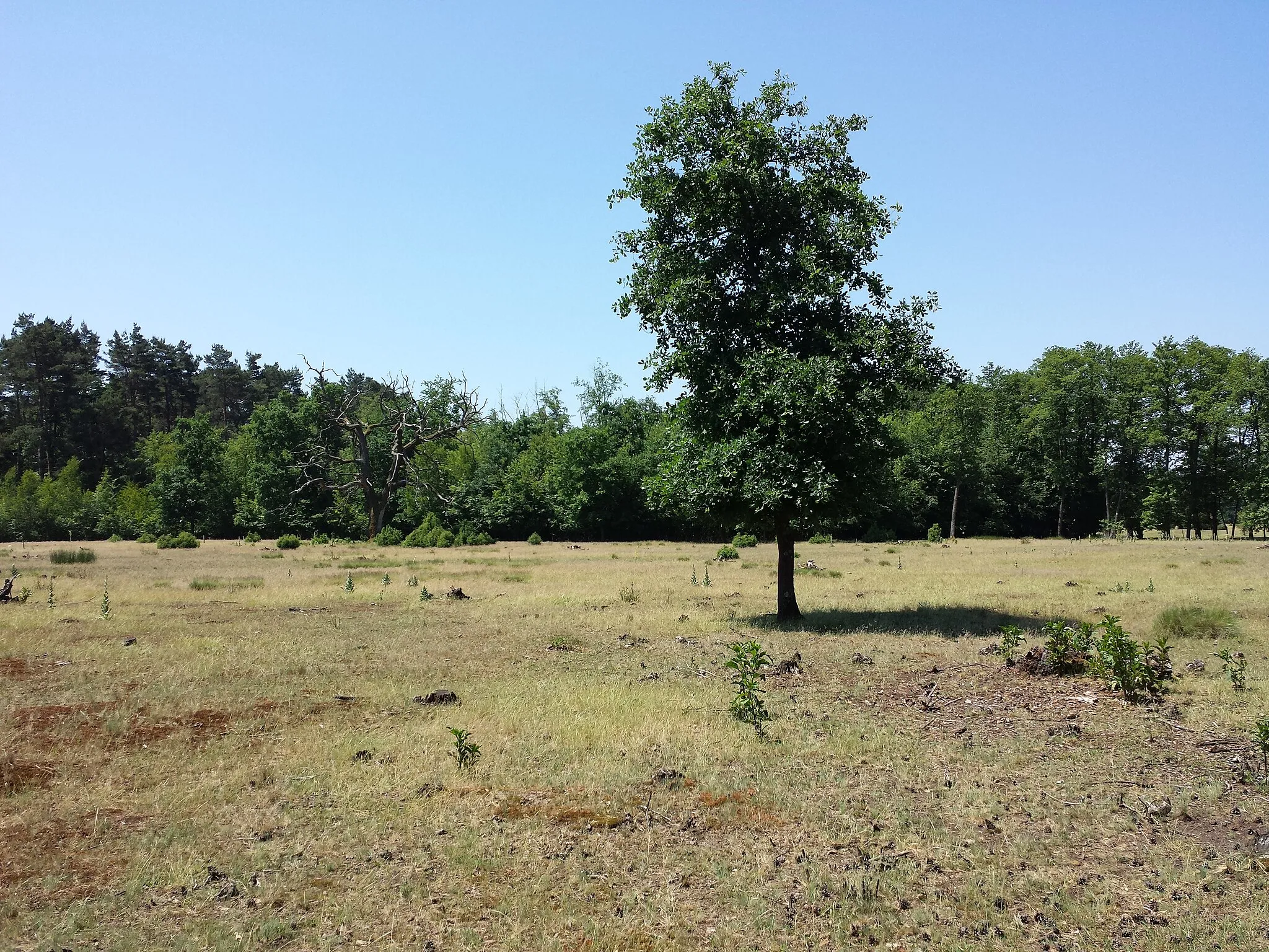 Photo showing: Dry grassland on acid sand near Darány, Somogy County, Hungary - ca. 130 m a.s.l.