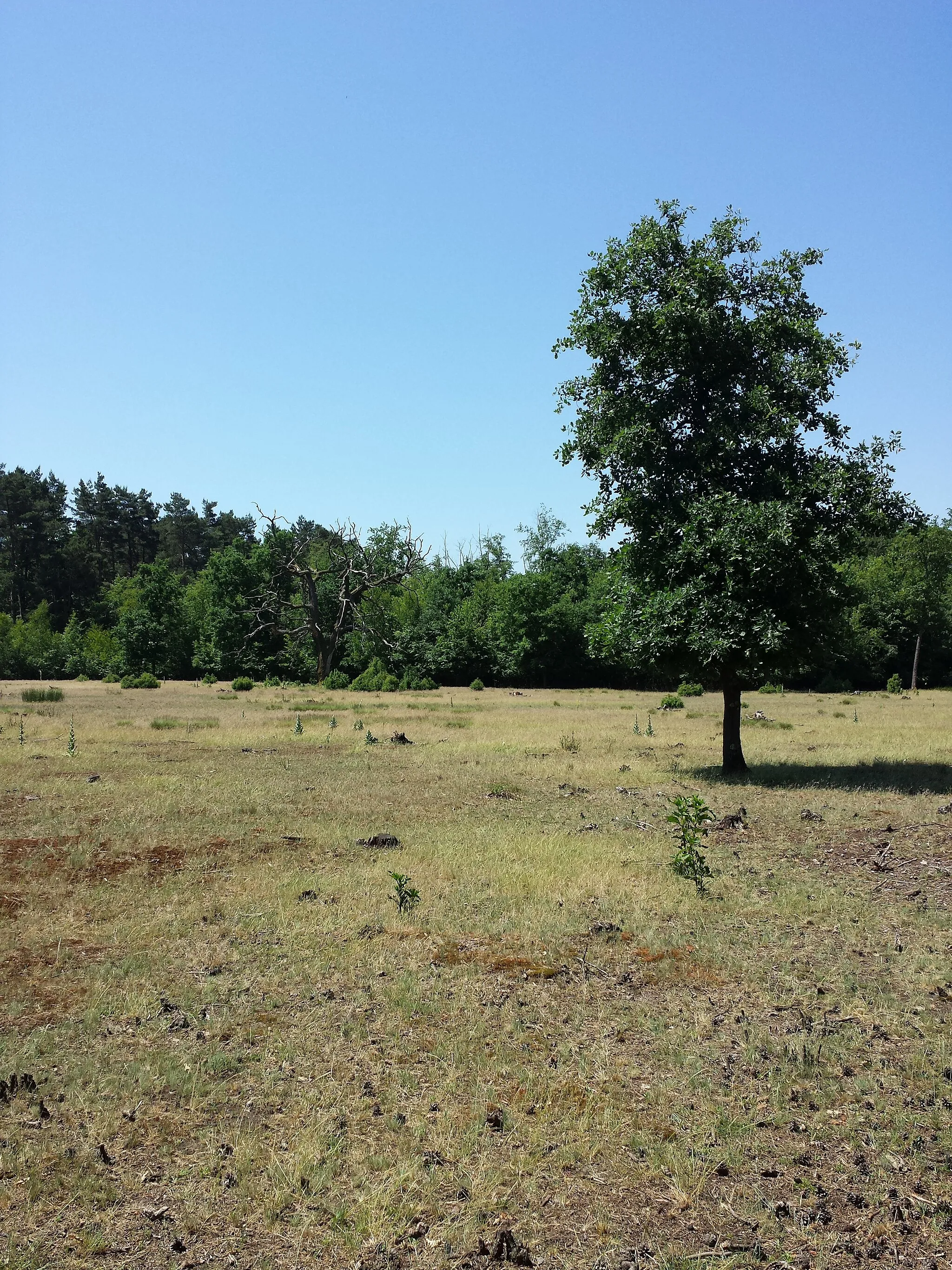 Photo showing: Dry grassland on acid sand near Darány, Somogy County, Hungary - ca. 130 m a.s.l.