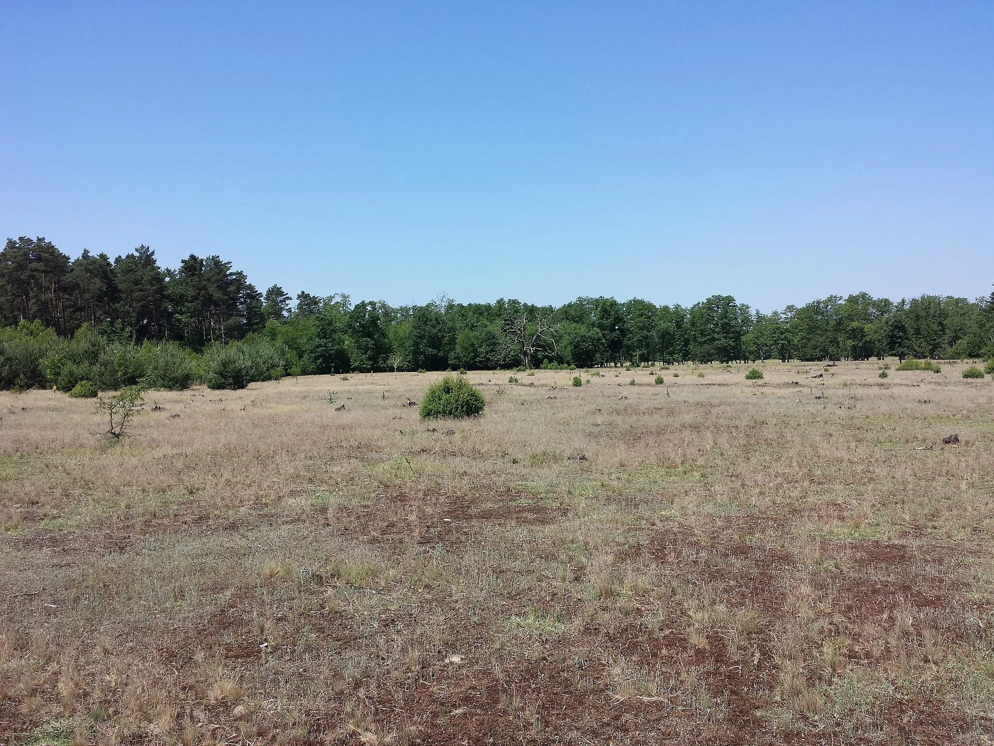 Photo showing: Dry grassland on acid sand near Darány, Somogy County, Hungary - ca. 130 m a.s.l.