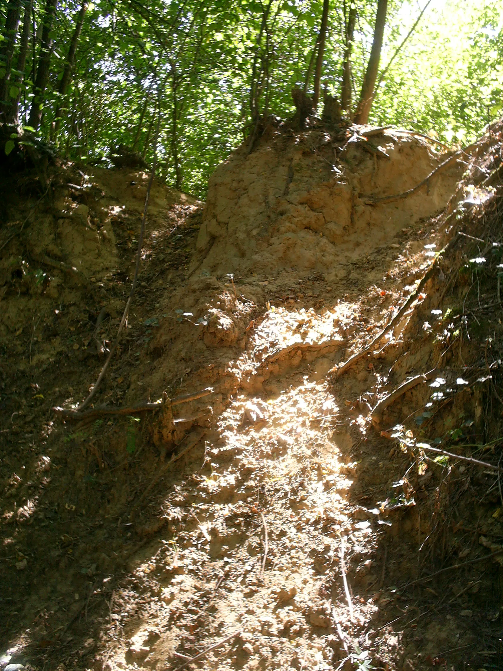 Photo showing: A wall of a deep road cut through loess in Gilice, a wineyard of Szulimán. Erosion marks are clearly visible.