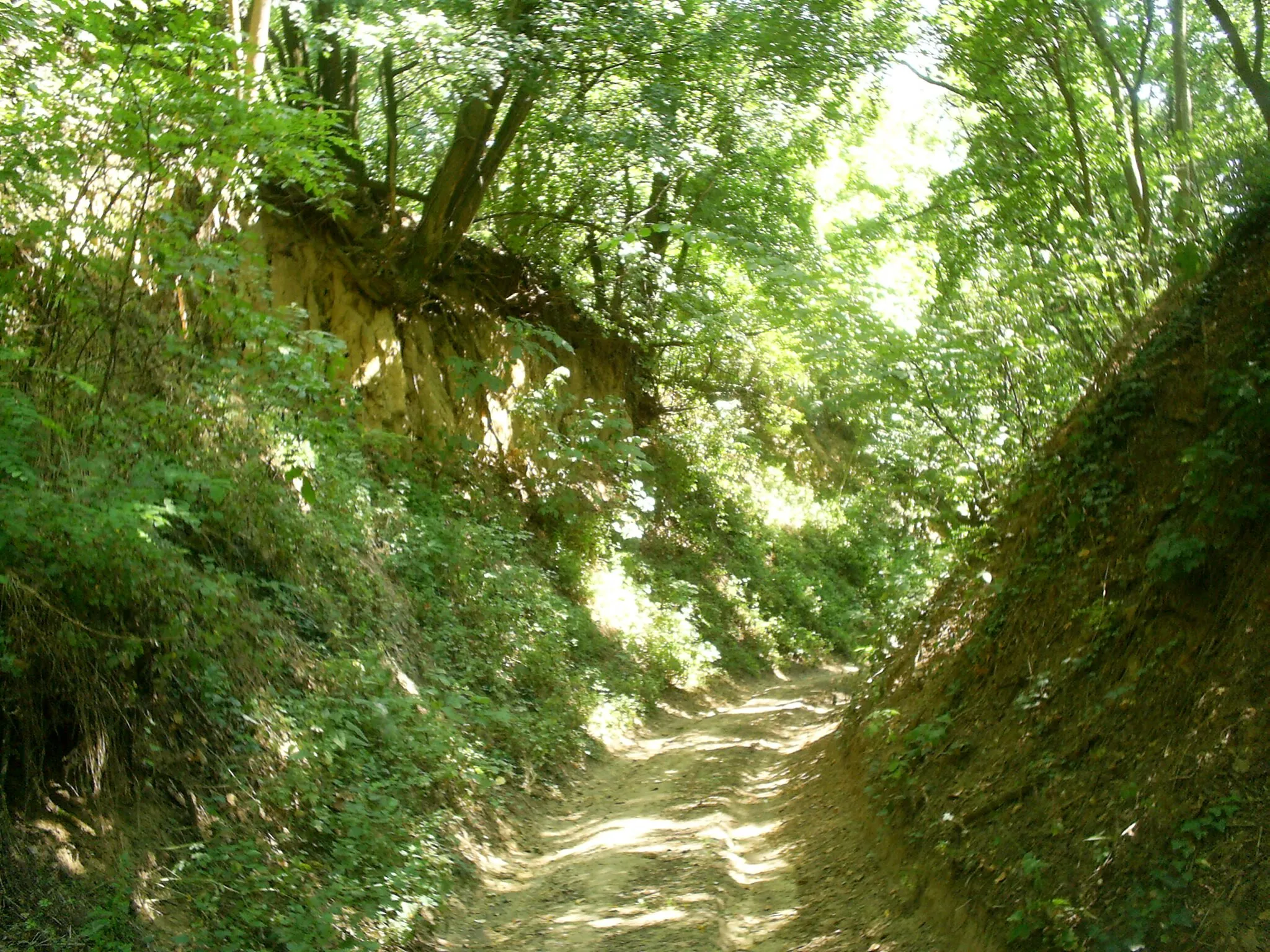 Photo showing: Deep road cut through loess in Gilice, a vineyard of Szulimán.