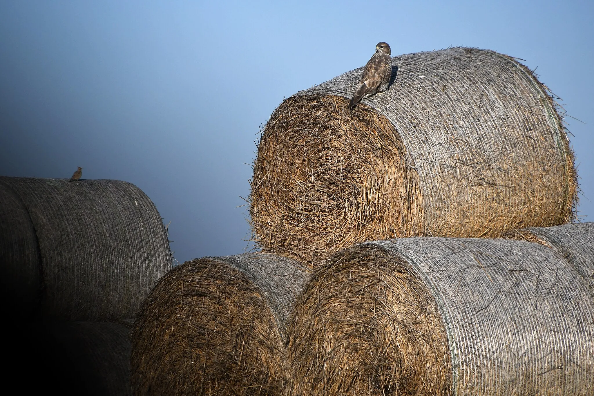 Photo showing: Buzzard and Skylark using hay bales as watch towers near Bogyiszló, Tolna County, Hungary