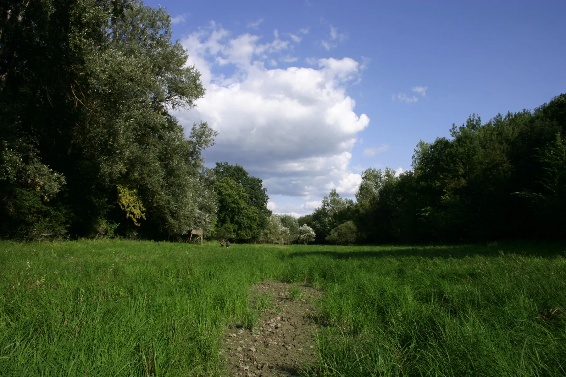 Photo showing: Typical landscape in Gemenc, Danube-Drava National Park, Hungary