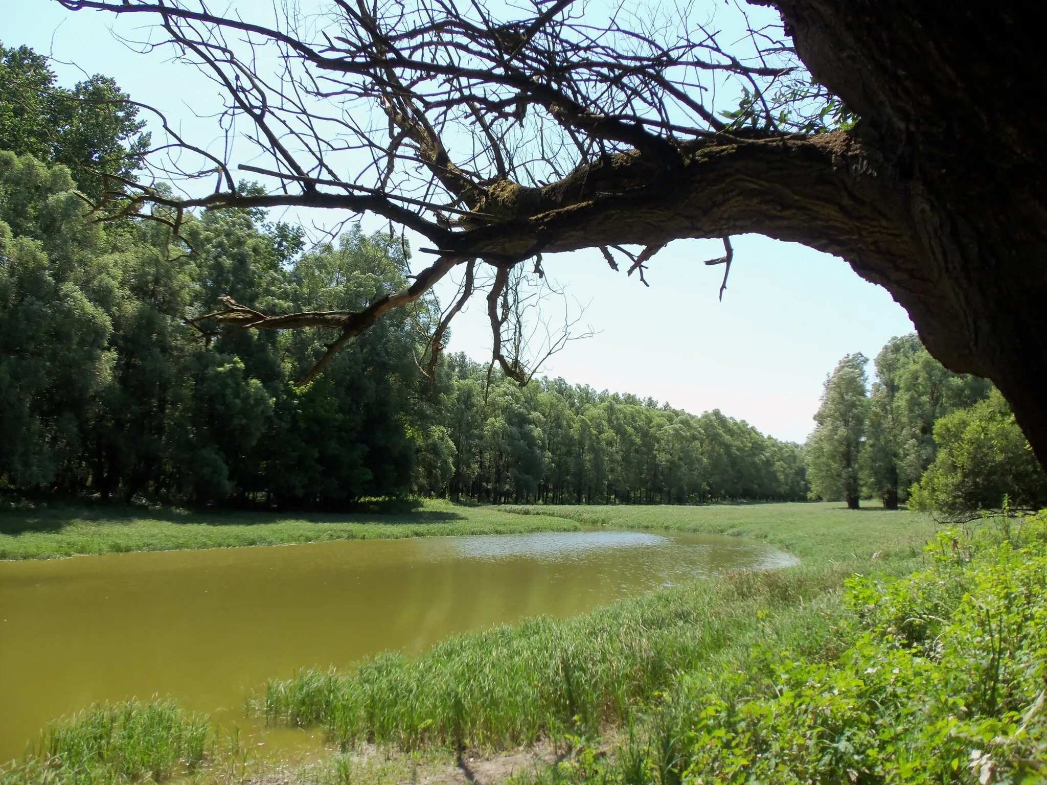 Photo showing: Oxbow lake at Lassi in Gemenc forest, Hungary