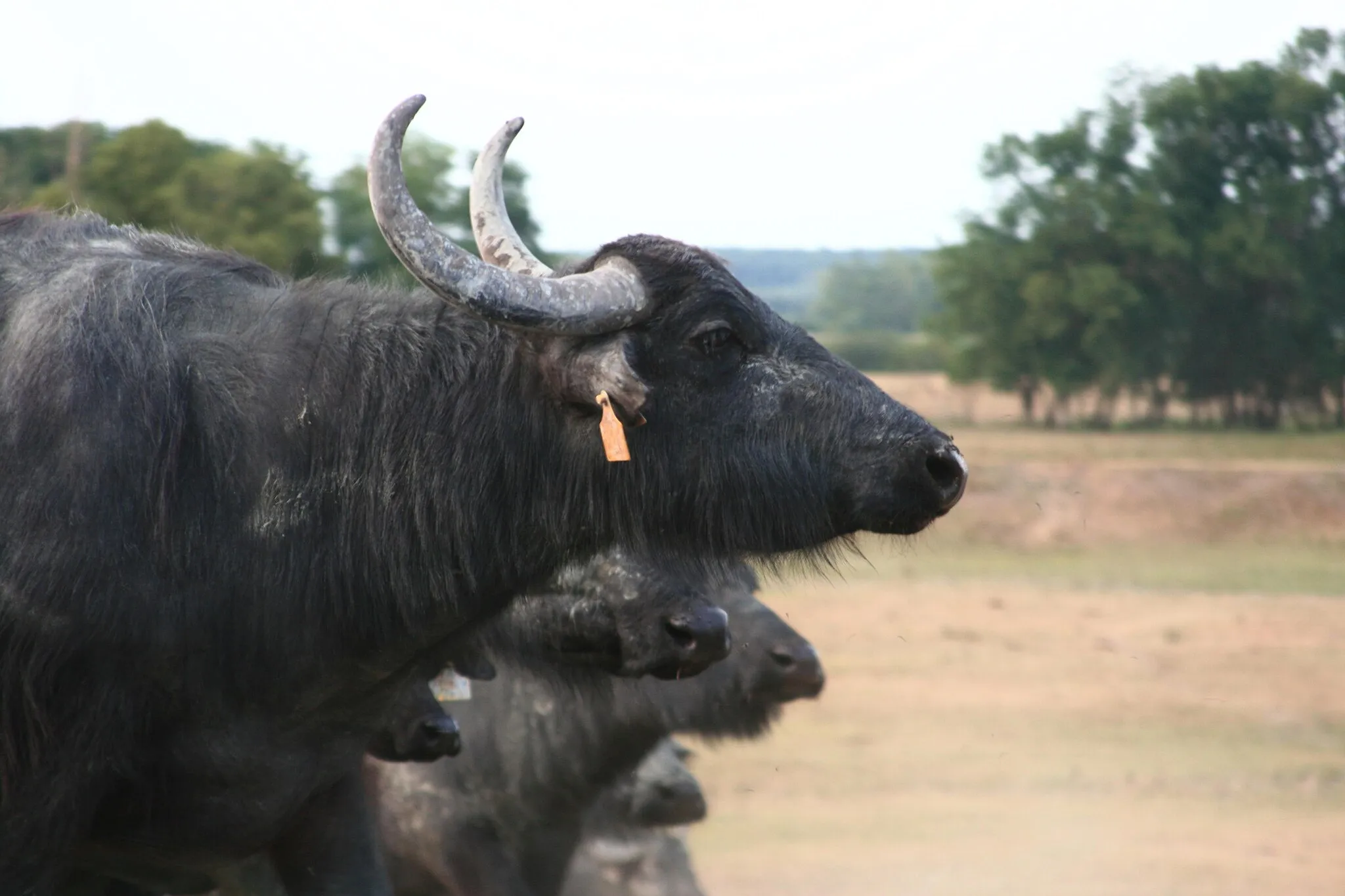 Photo showing: Zalakomár, Kiskomárom, 8751 Hungary