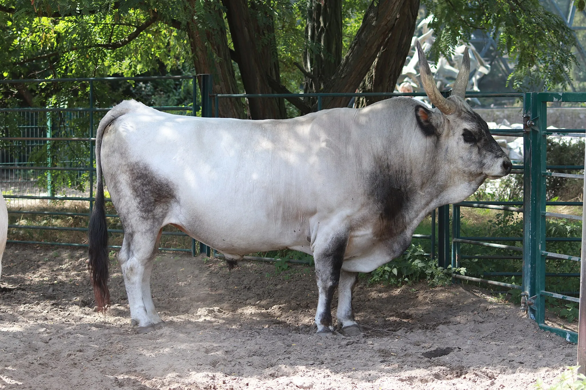 Photo showing: Berlin - Tierpark zoo - Hungarian grey cattle