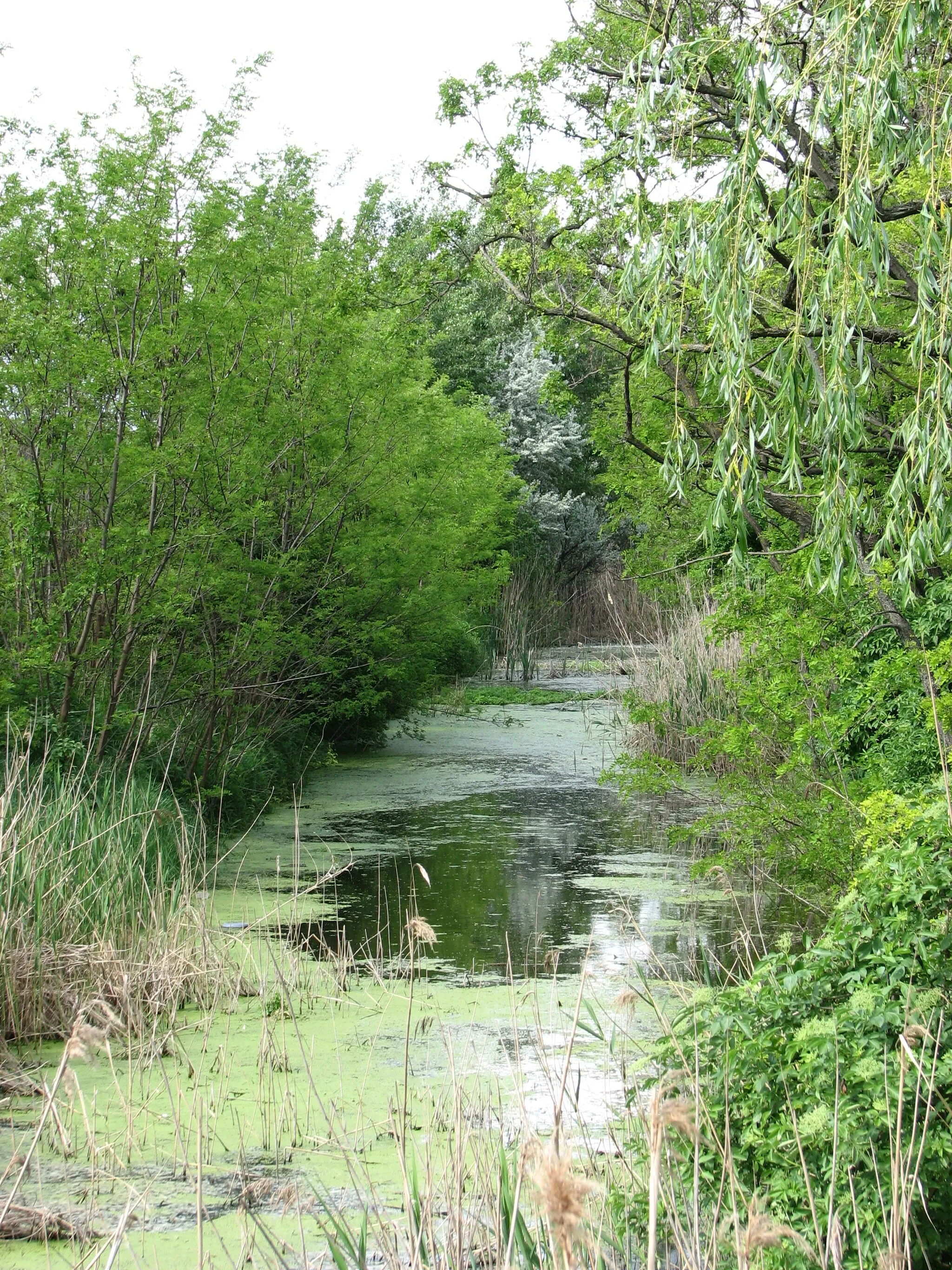 Photo showing: After the heavy rains of the spring the meadows around Hajdúdorog, Hungary can be easily turned to marshland.