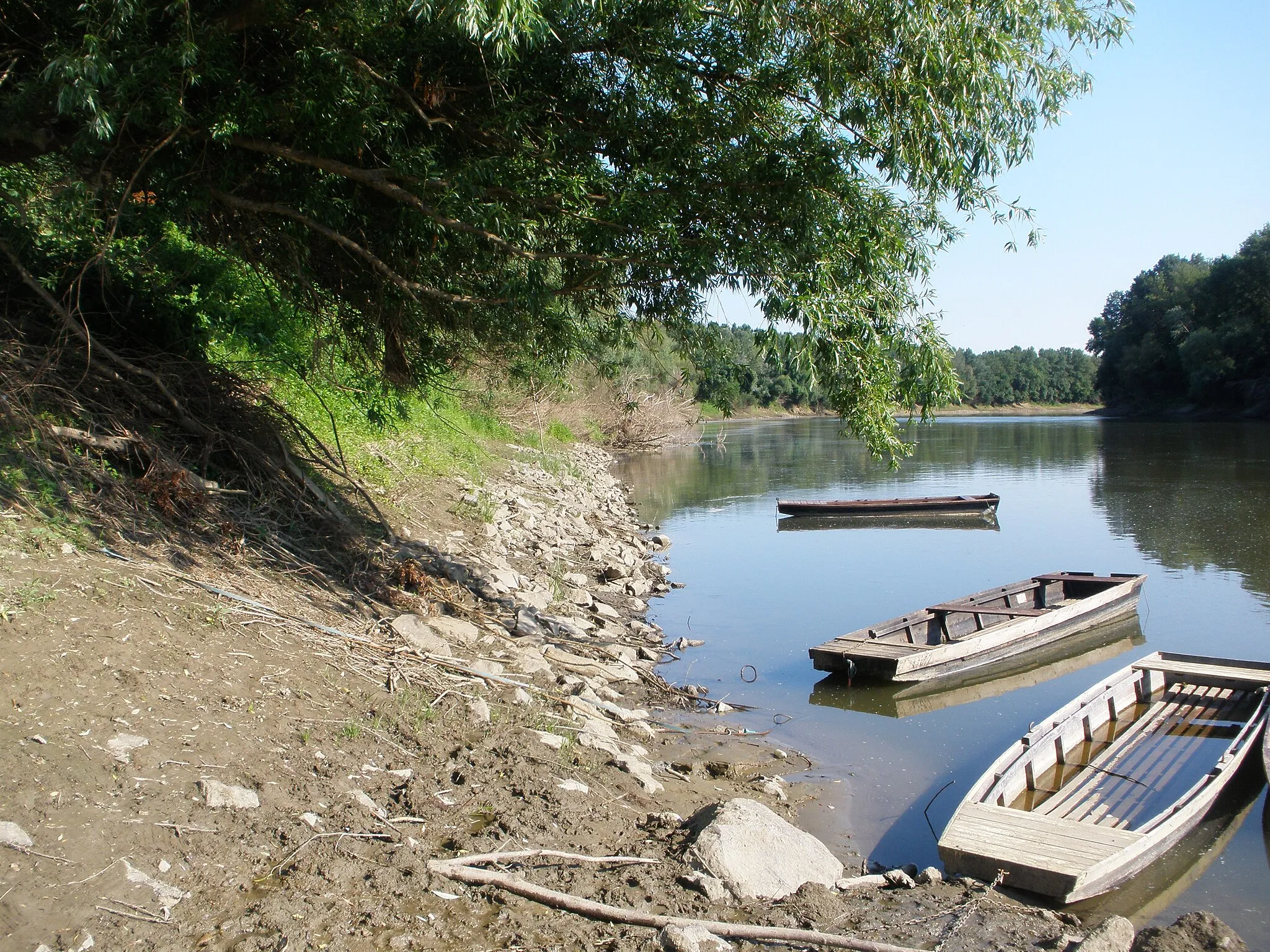 Photo showing: Ladikok a Tiszán (2011 nyár)