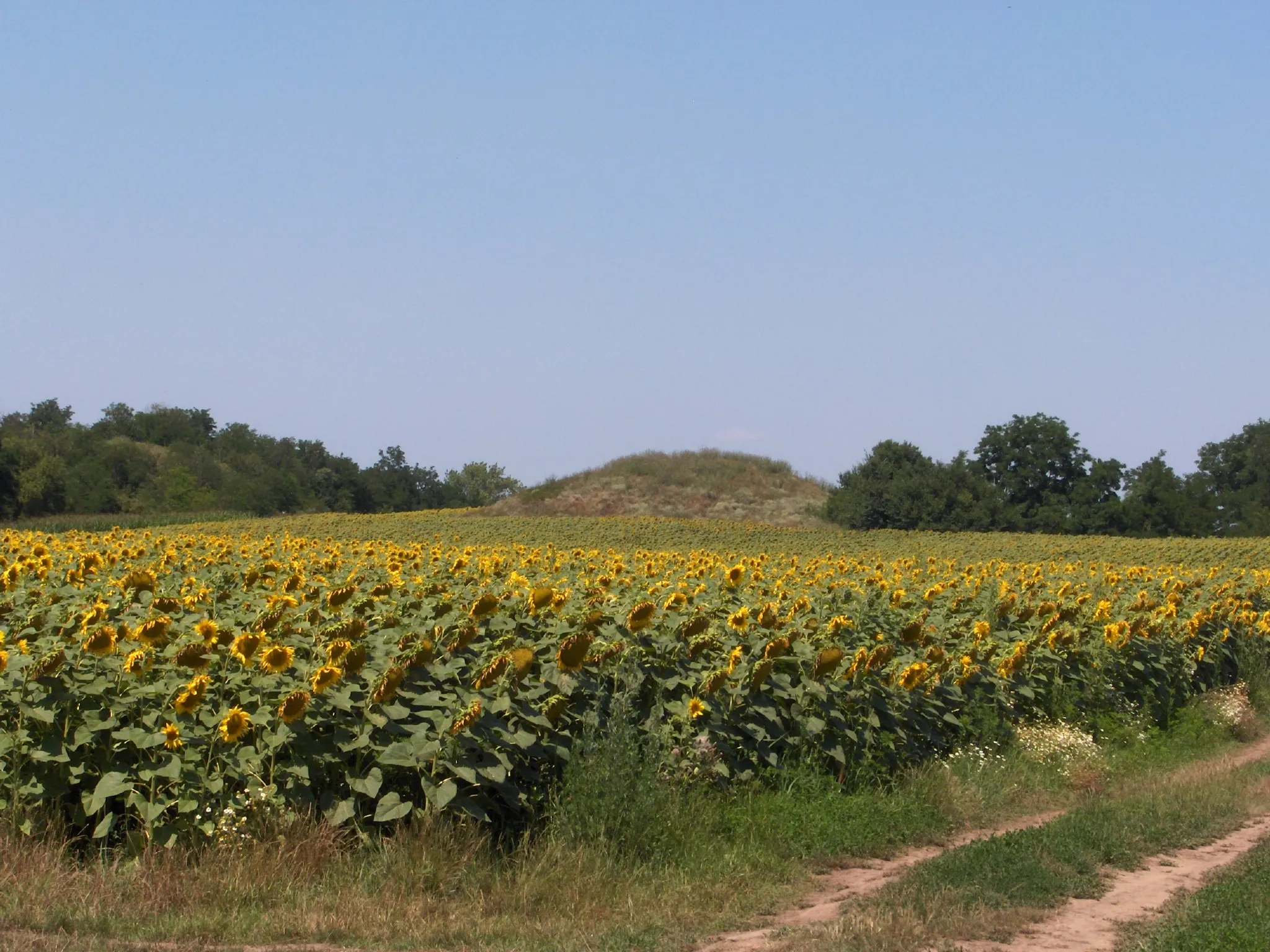 Photo showing: sebek-mound (kurgan) near the city of Mindszent.