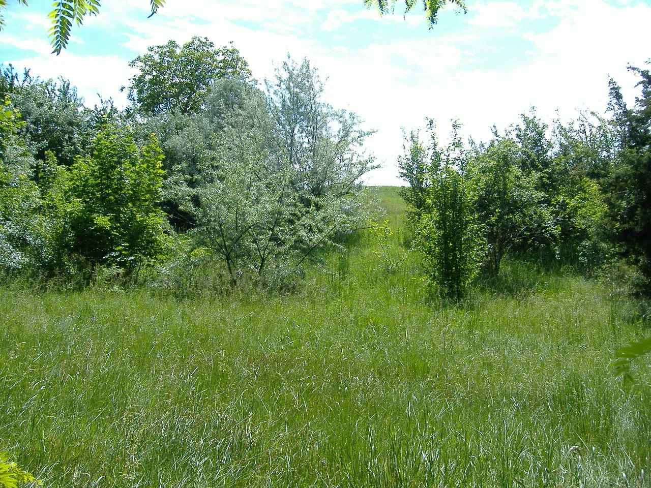 Photo showing: A Pozderka-halom Törökszentmiklós mellett (a fák között)