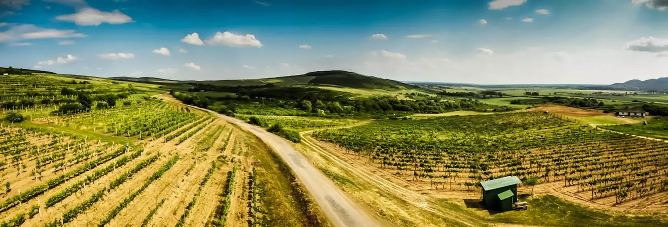 Photo showing: PVineyards in Slovakian occupied part of the Tokaj wine region, taken from viewing tower next to the village of Malá Tŕňa.