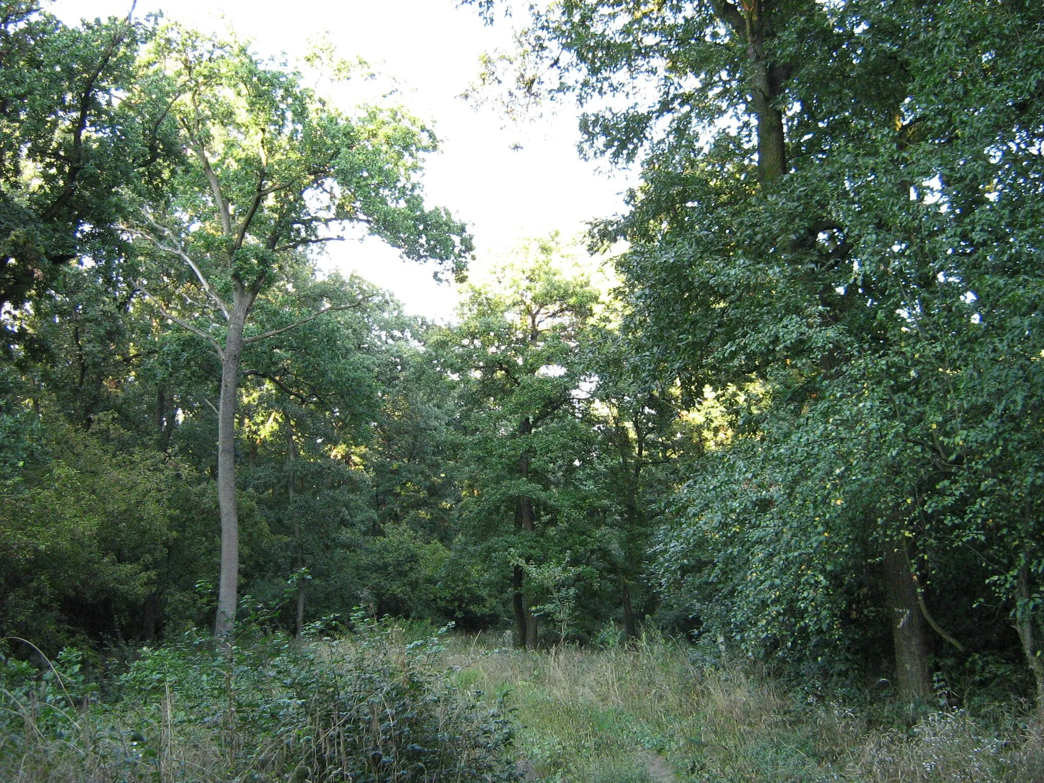 Photo showing: 'Aceri tatarico quercetum' The most characteristic native type of plain forests in Hungary. Nearly extinct ecological association.