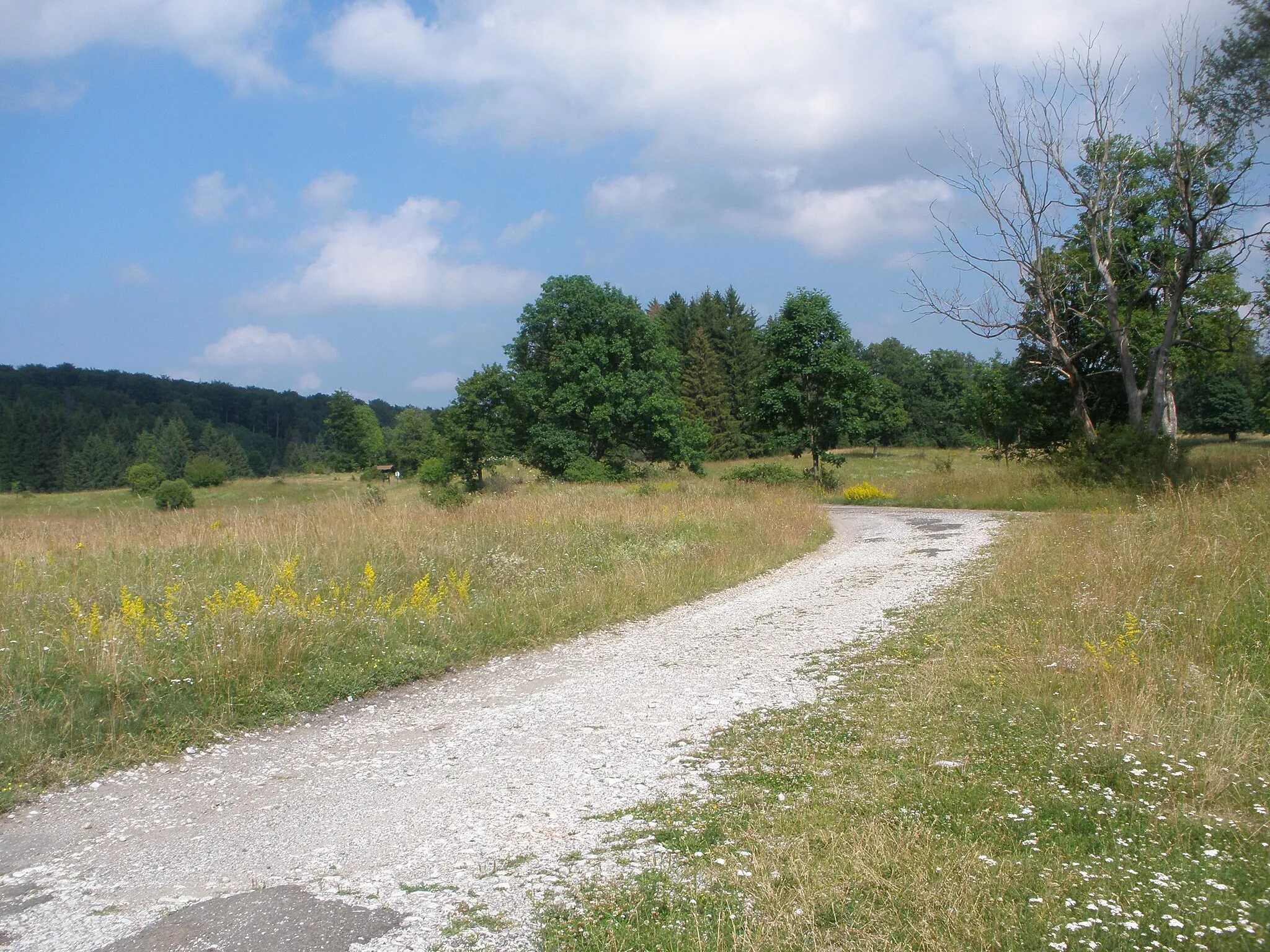 Photo showing: Bükkben a Nagy -mezei hármas elágazás (2011 július) - Bükk mountain: One of the most beautiful regions of our country