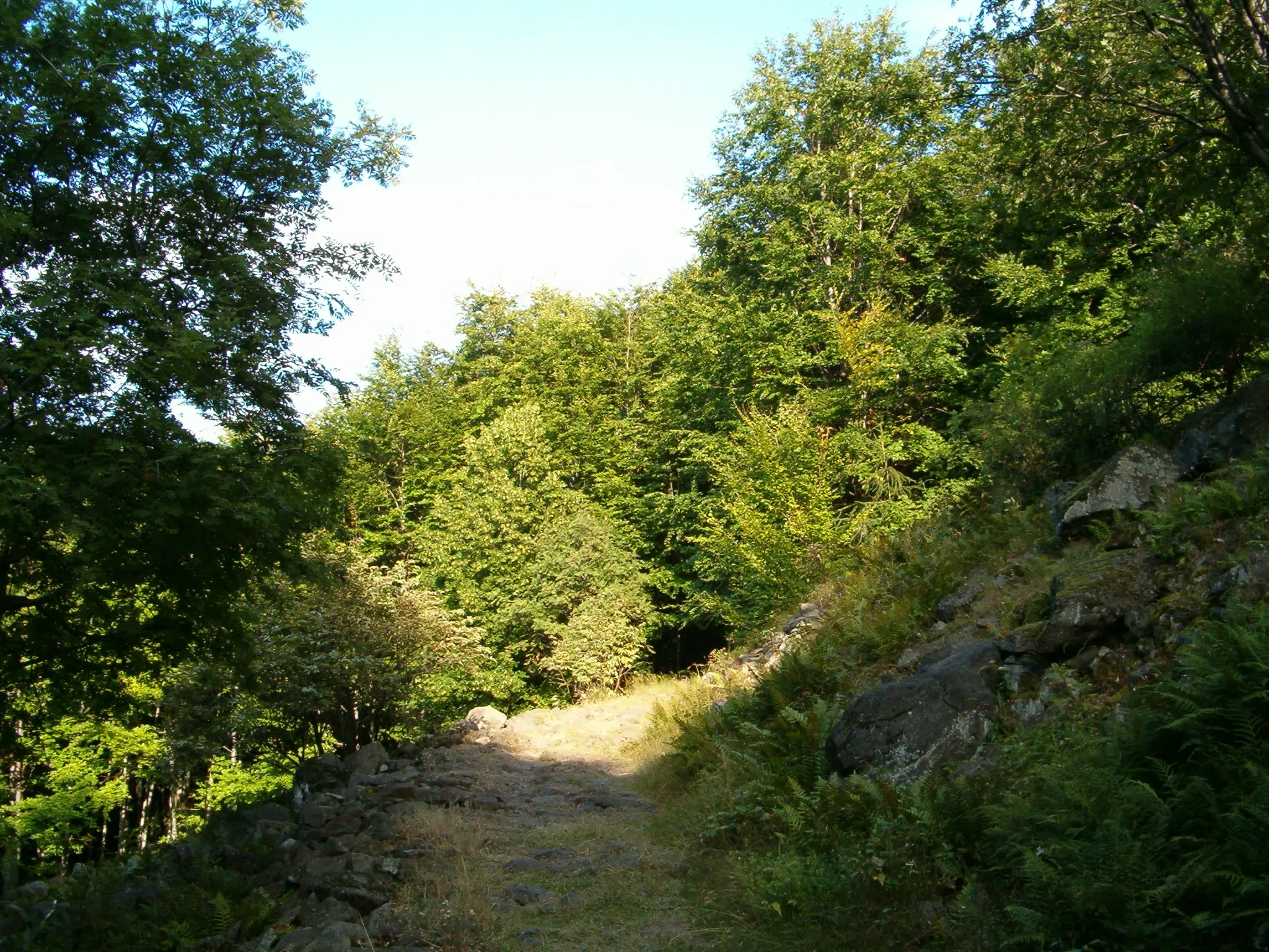 Photo showing: clearing in the beech forest (Mátra Mts., Hungary)