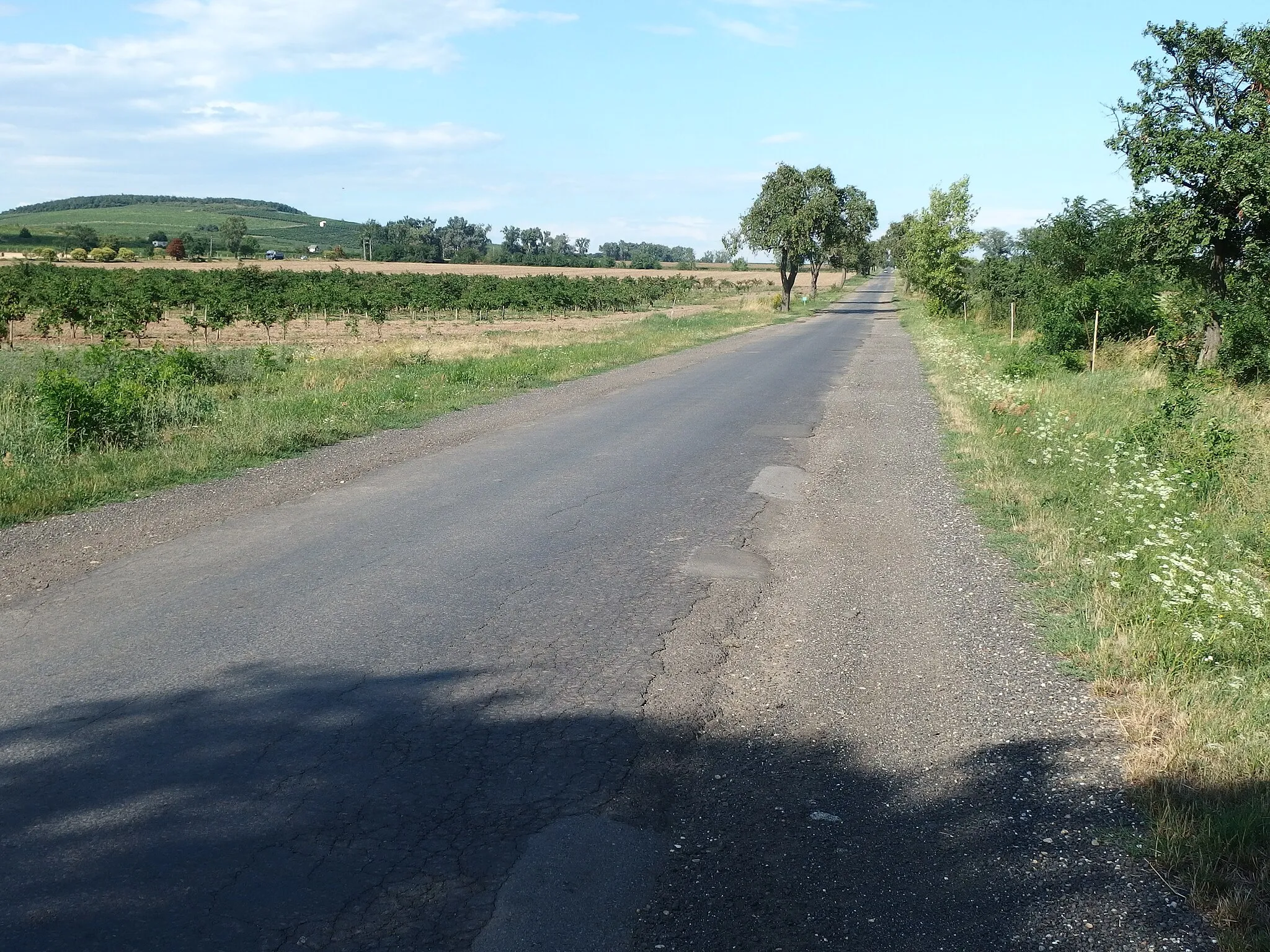 Photo showing: Maďarsko, silnice 3801 mezi Tokajem a Sárospatakem.