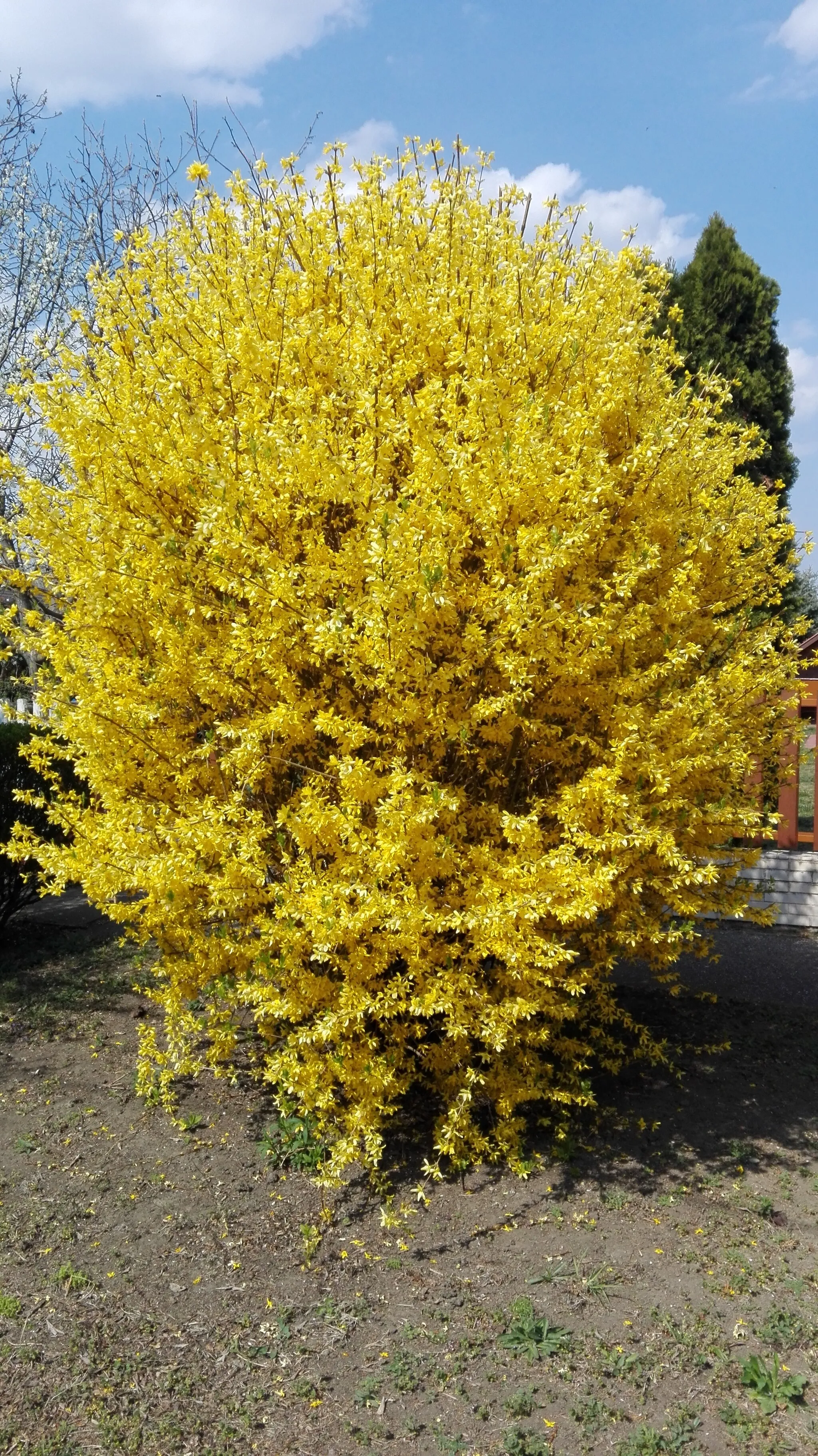 Photo showing: Forsythia