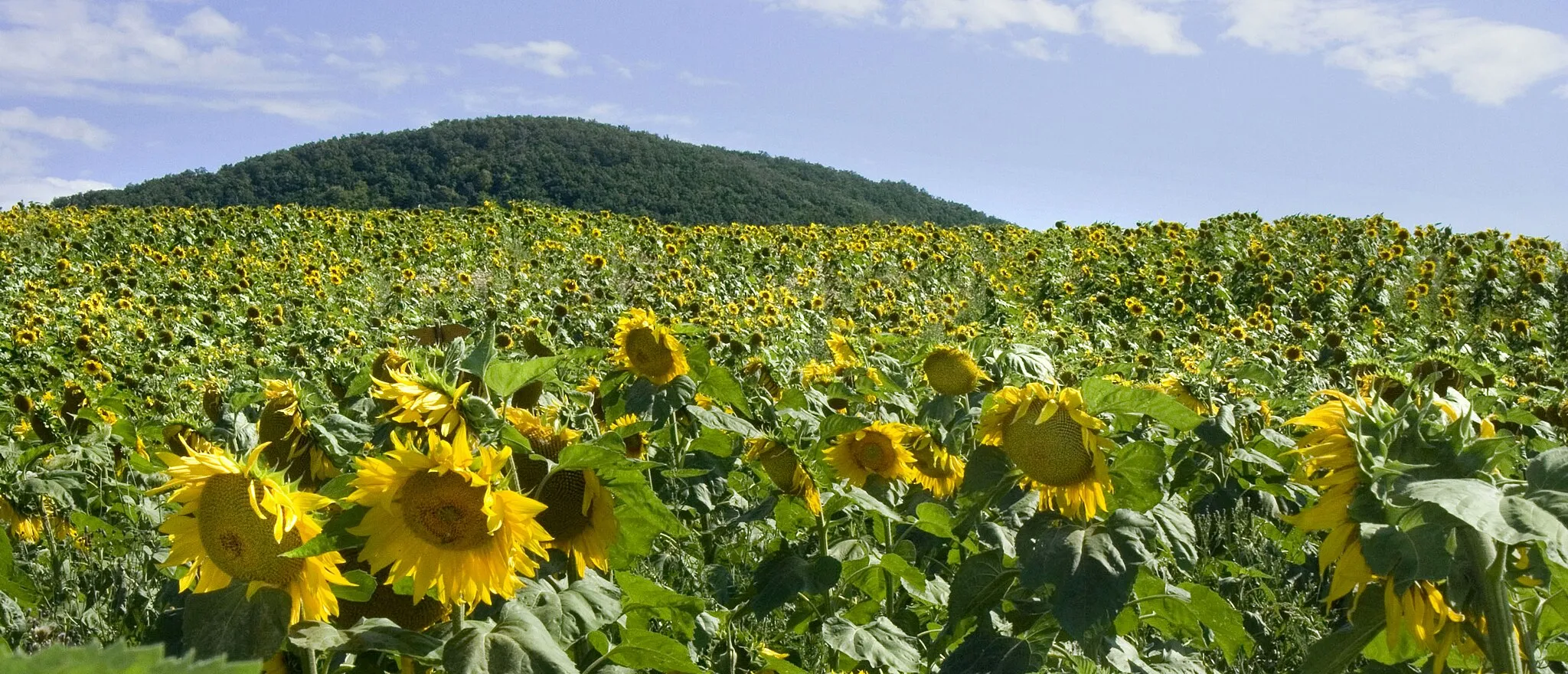 Photo showing: Sunflower field (Helianthus annuus) Hungary, near to Felsőtold