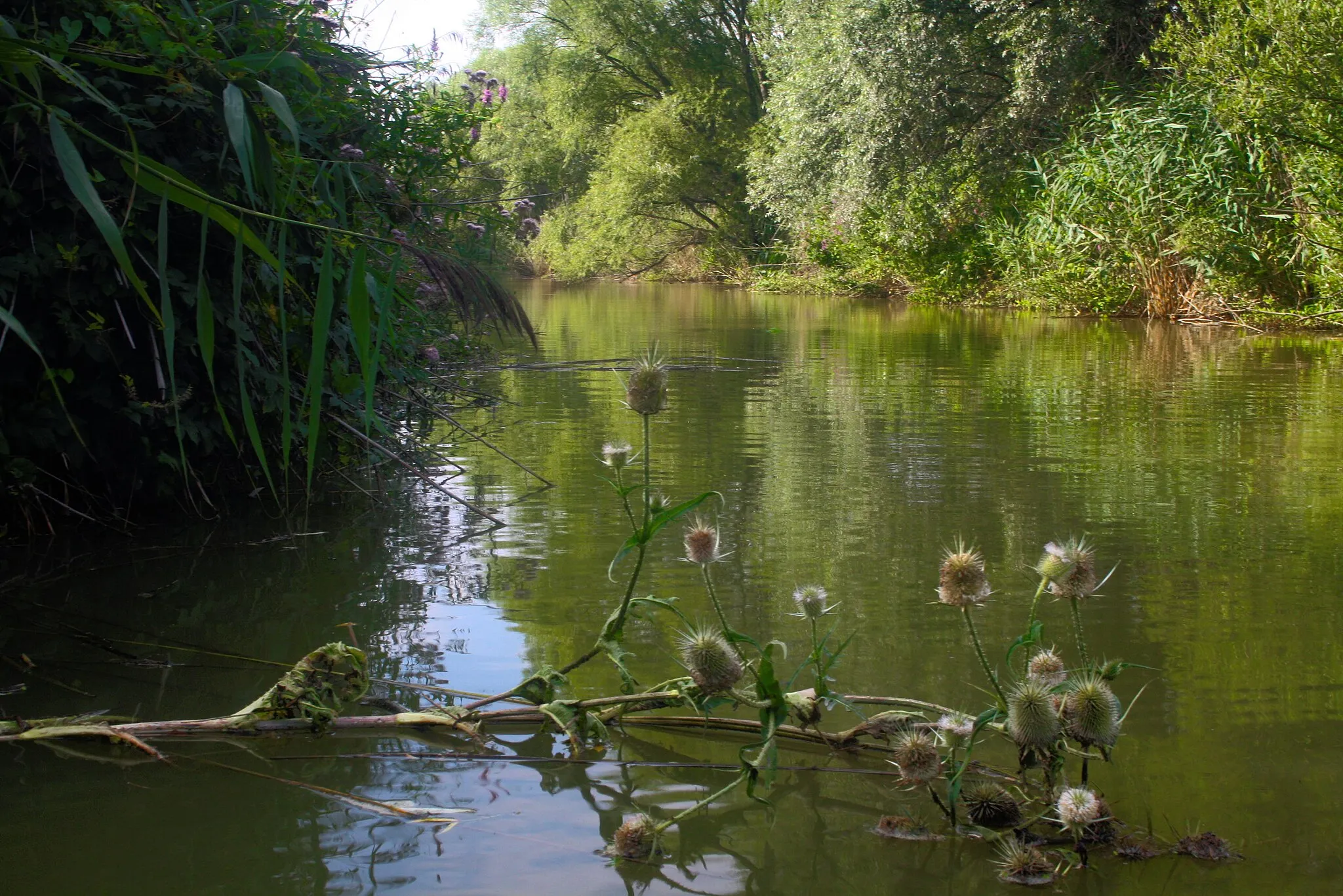 Photo showing: A patak, amelyből a víztározót duzzasztják.