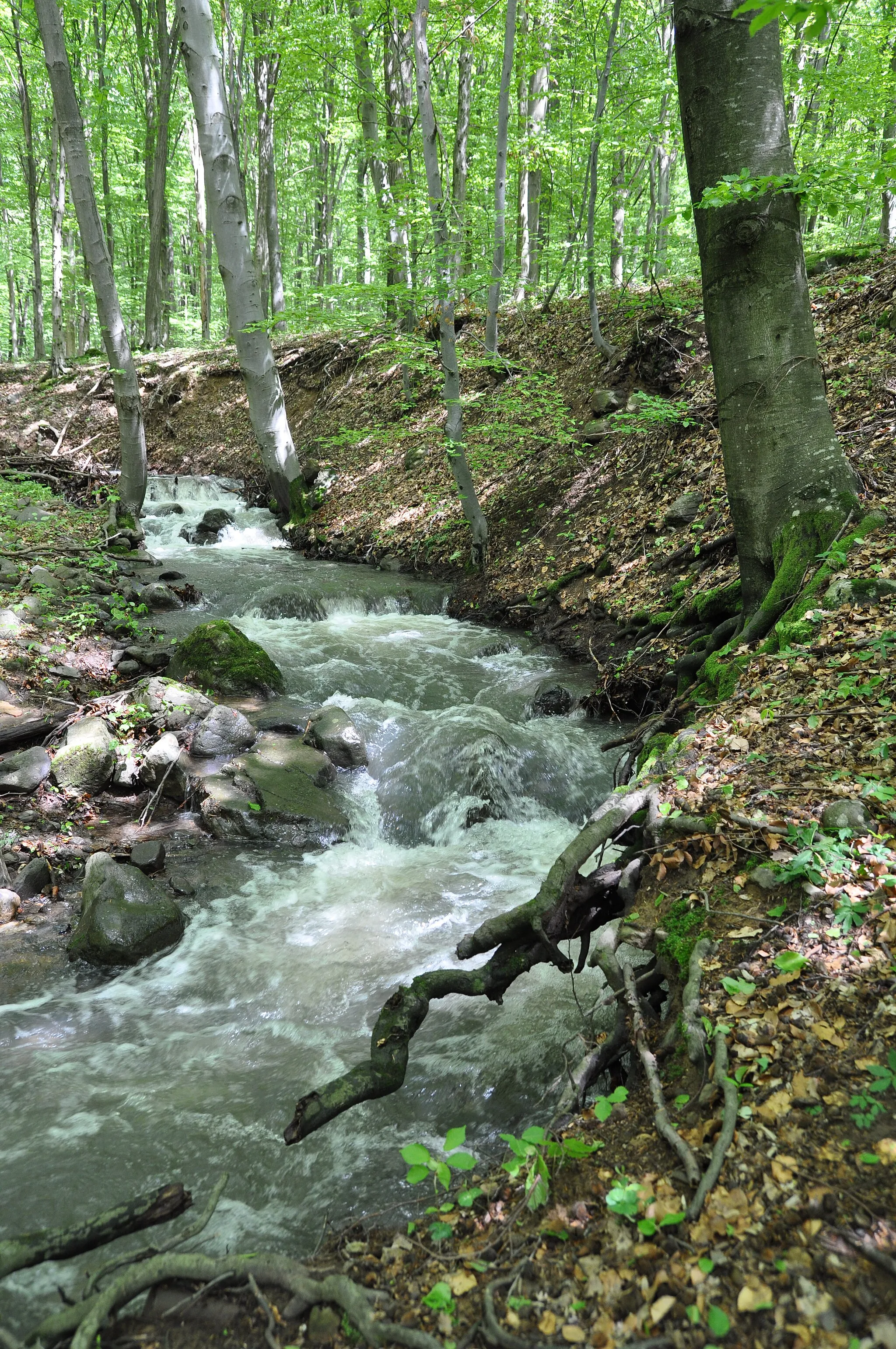 Photo showing: Gyöngyössolymos, erdő