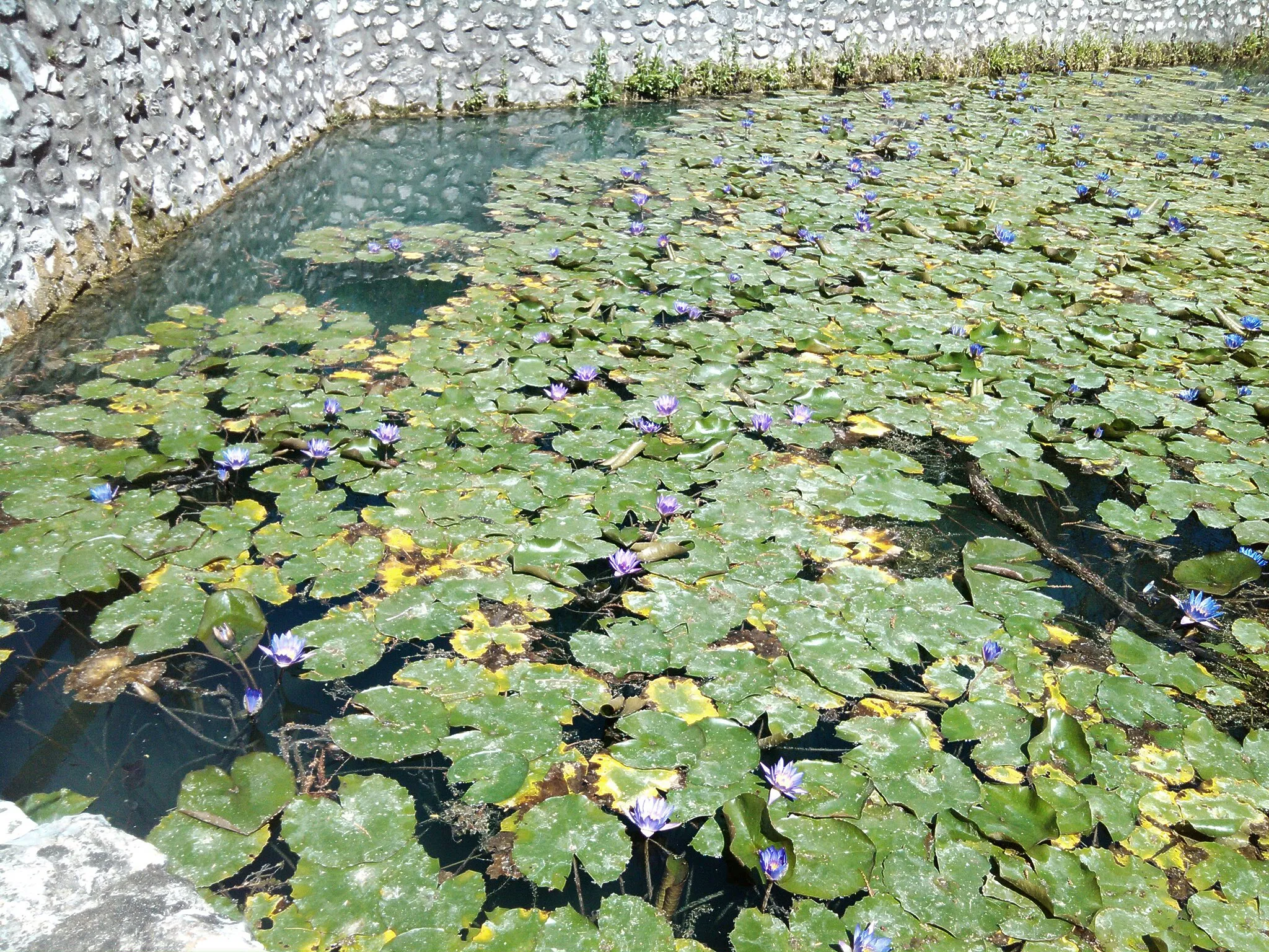 Photo showing: Water lily in Békás-tó, Miskolctapolca, Hungary