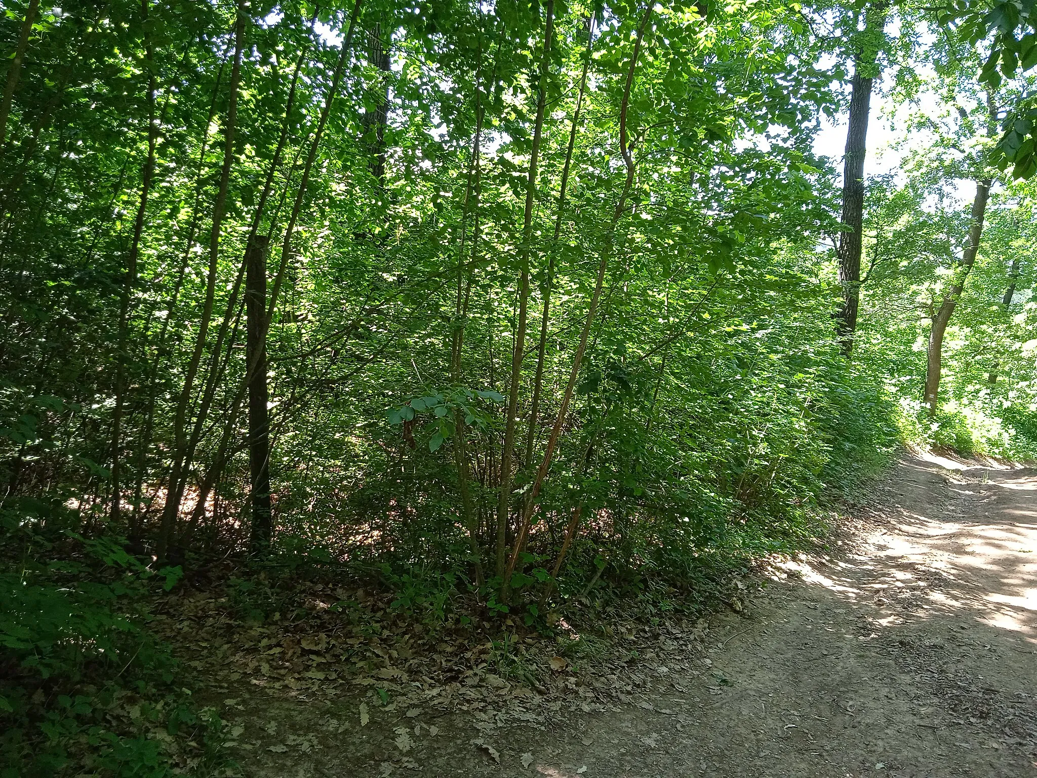 Photo showing: Path to Bajóti Büdös Cave, Bajót