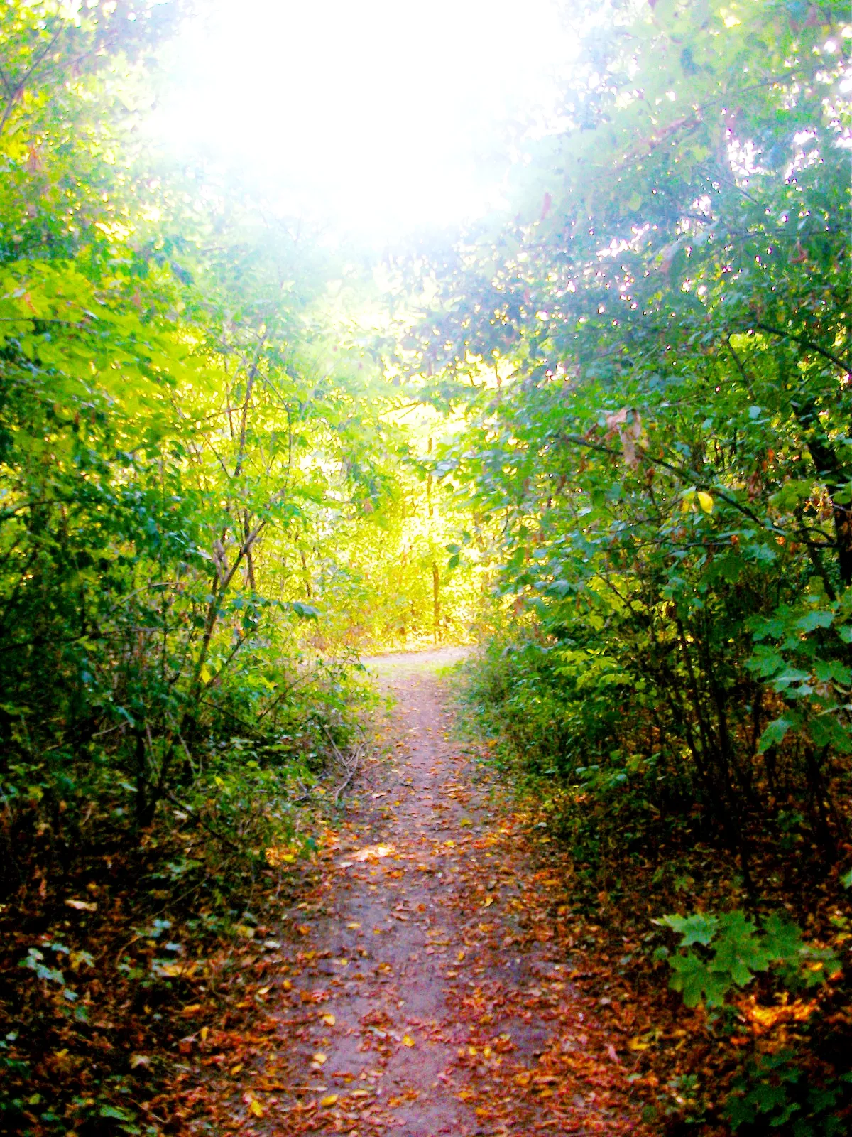 Photo showing: Forest in Zichyújfalu.