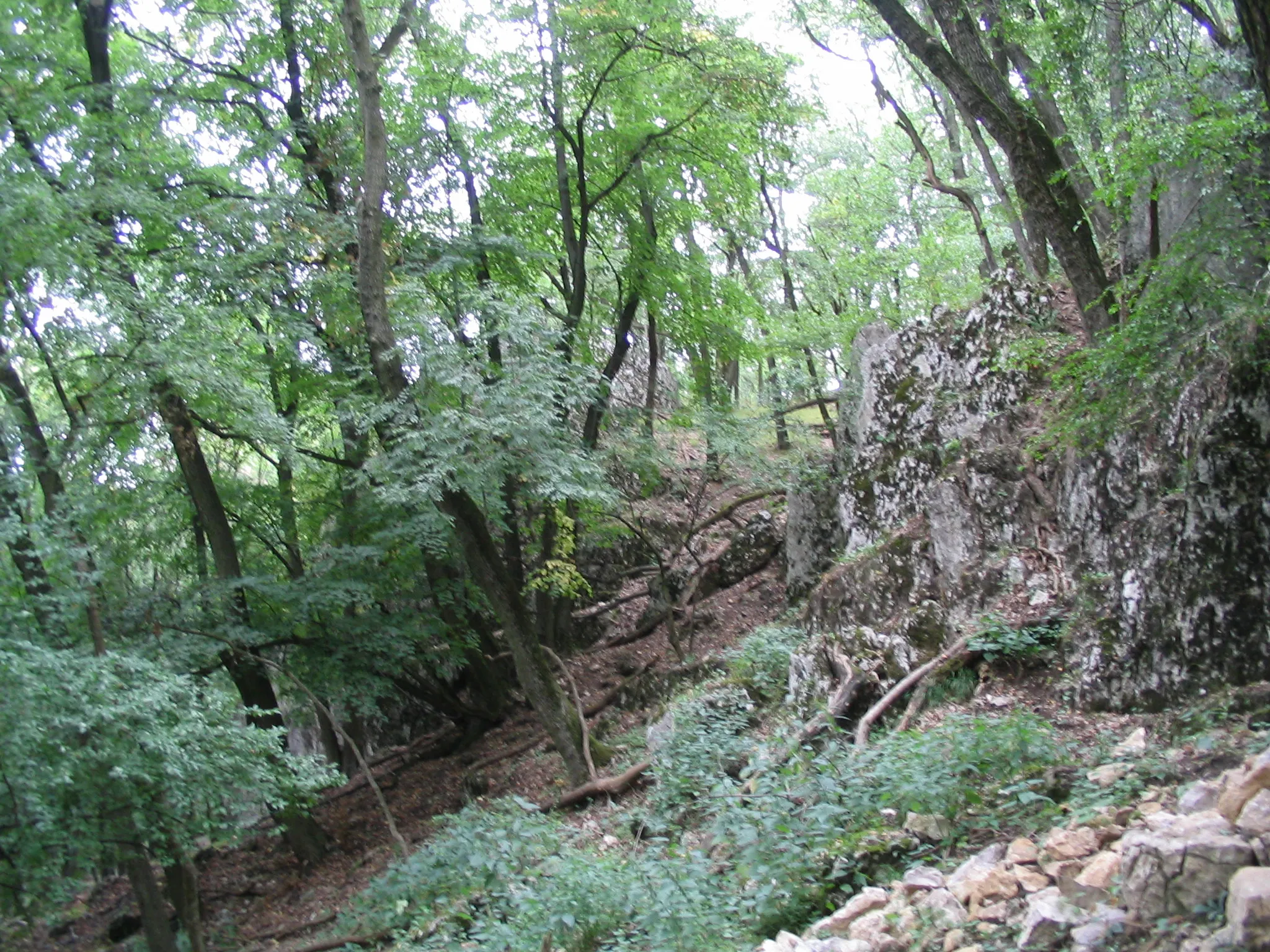 Photo showing: Forest in Gerecse Mountains
