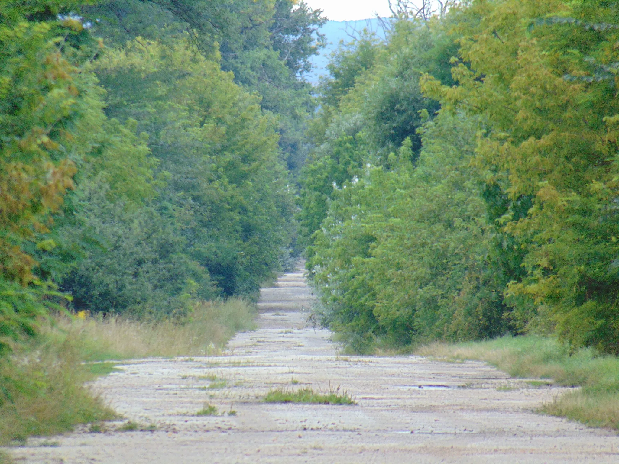 Photo showing: A növényzet sűrűjébe vész a 7204-es út Nádasdladánytól északra