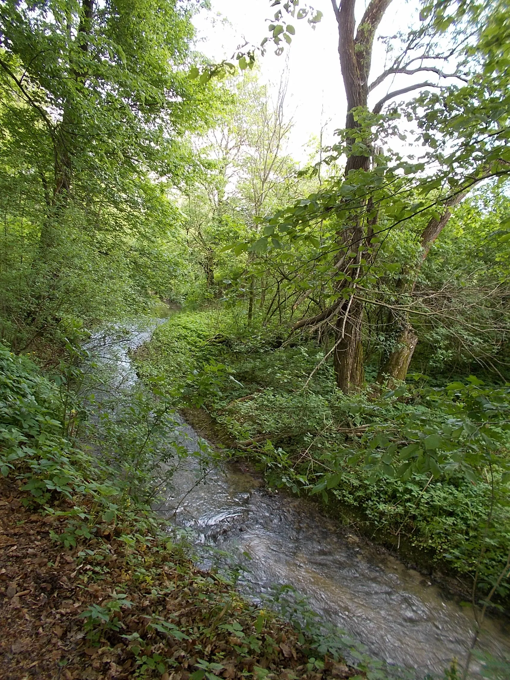 Photo showing: Szentgál - a Séd-patak a község határában, a Miklós Pál-hegy északi lábánál