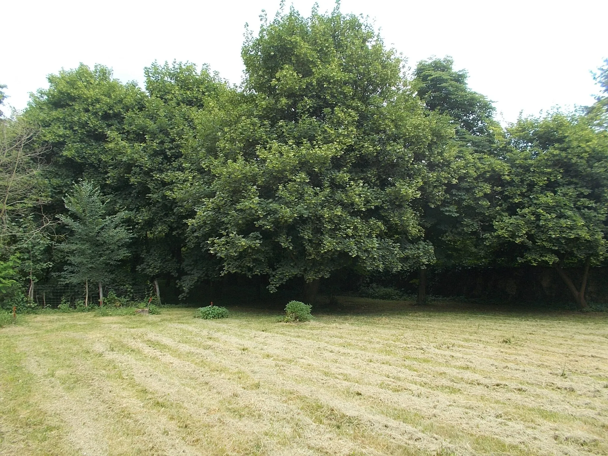 Photo showing: : The abbey park has many valuable / interesting trees : Chamaecyparis lawsoniana, Abies alba, Wistaria sinensis etc. - Majk Abbey, Majkpuszta, Oroszlány, Komárom-Esztergom County.