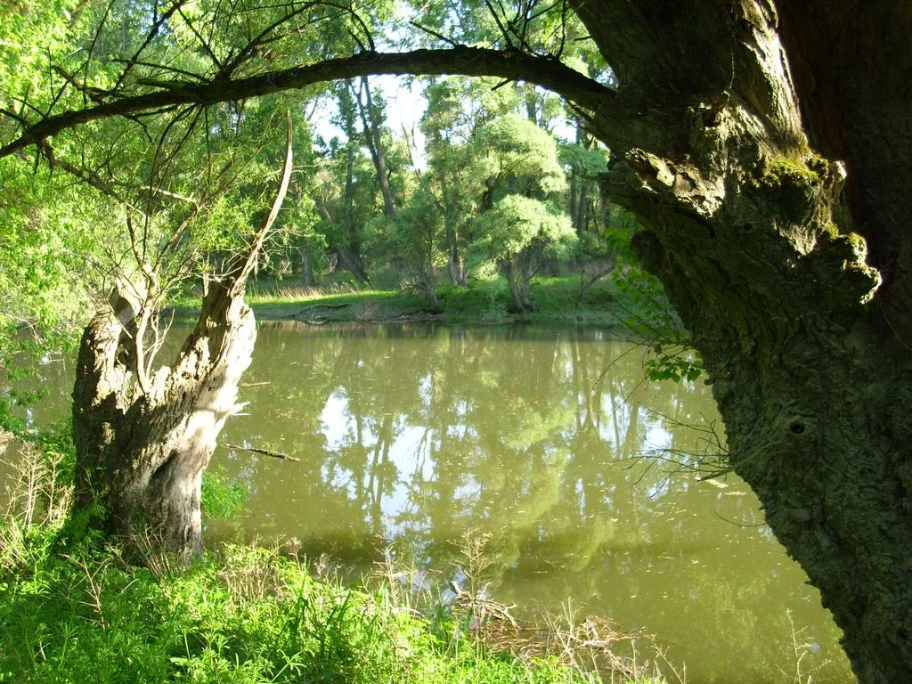 Photo showing: Duna egyik holtága Medvénél