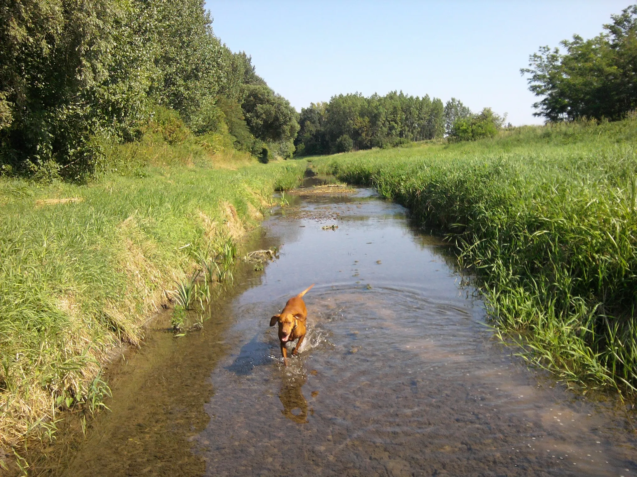 Photo showing: Gerence Creek and a Hungarian Pointer