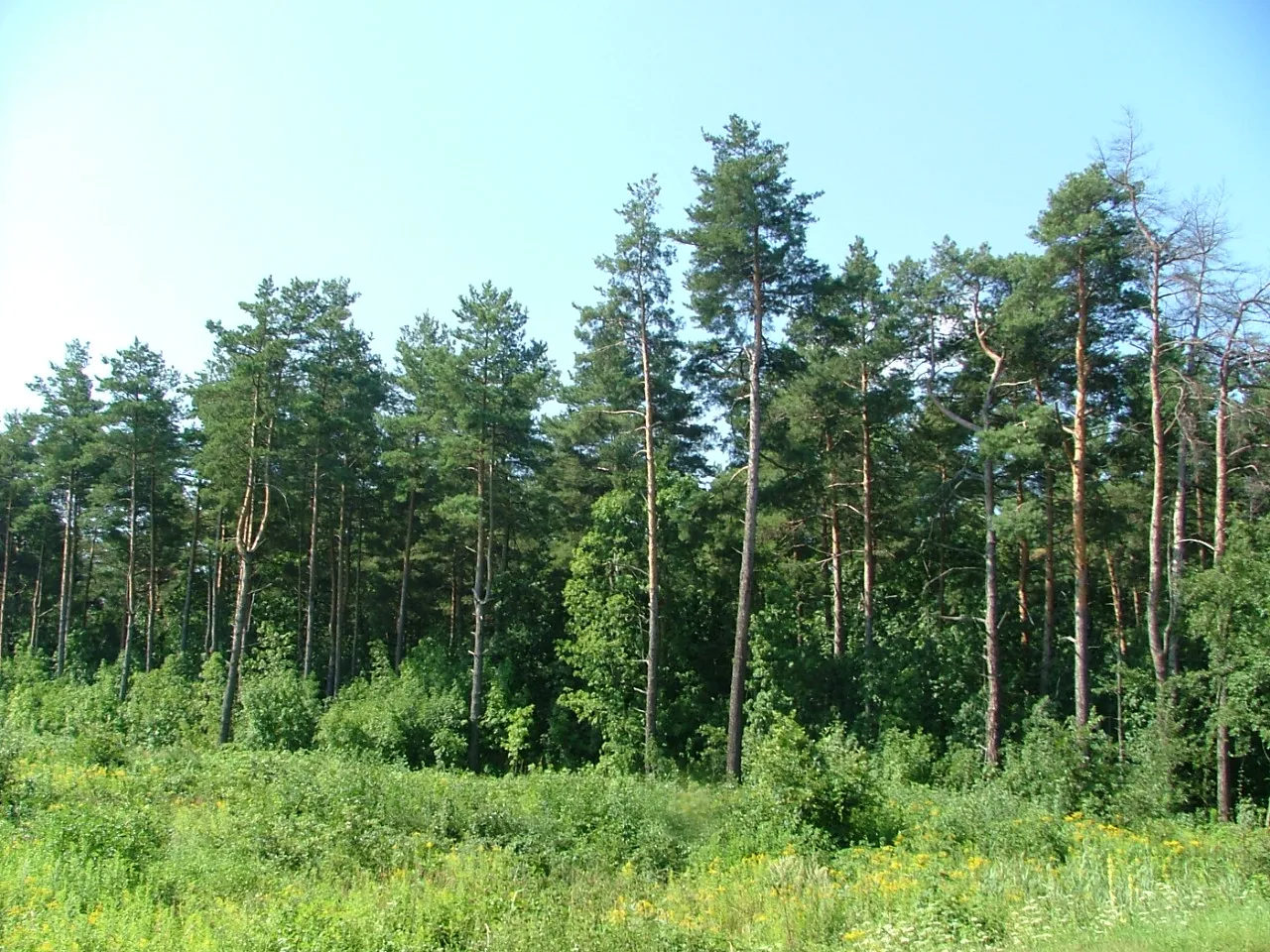Photo showing: Fenyőfő, forest
