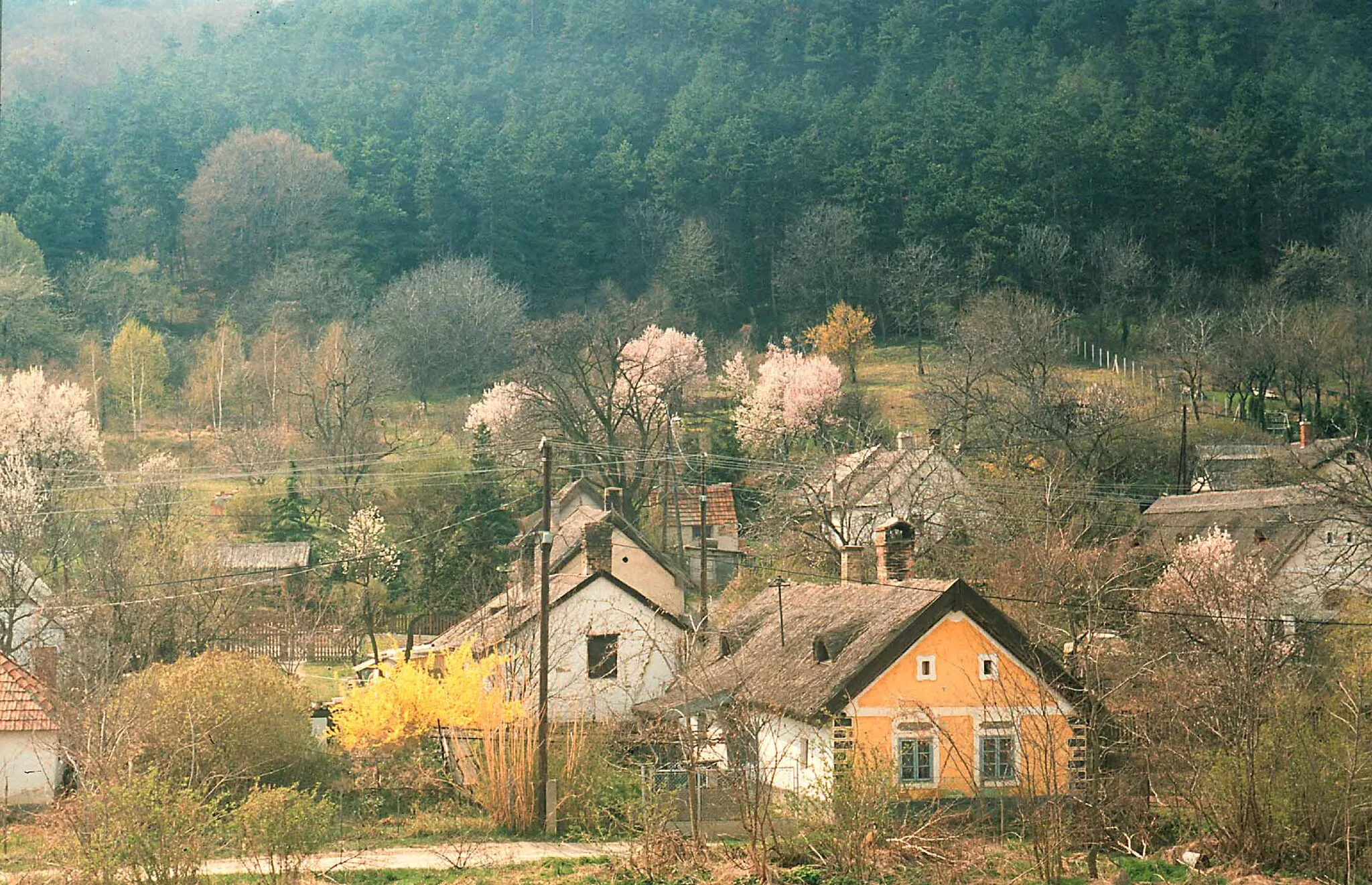 Photo showing: Jellegzetes nemesvitai falukép. A község legmagasabb részén található Cseresznyés nevű falurész a legrégebben lakott településrészek közé tartozik. A Tapolcai-medence és a Keszthelyi-hegység találkozásánál, a hegyek keleti lábán helyezkedik el. A háttérben a Kísérleti-erdő széle látható, az erdő legöregebb bükkfájával. A kertekben virágzó mandulafák.